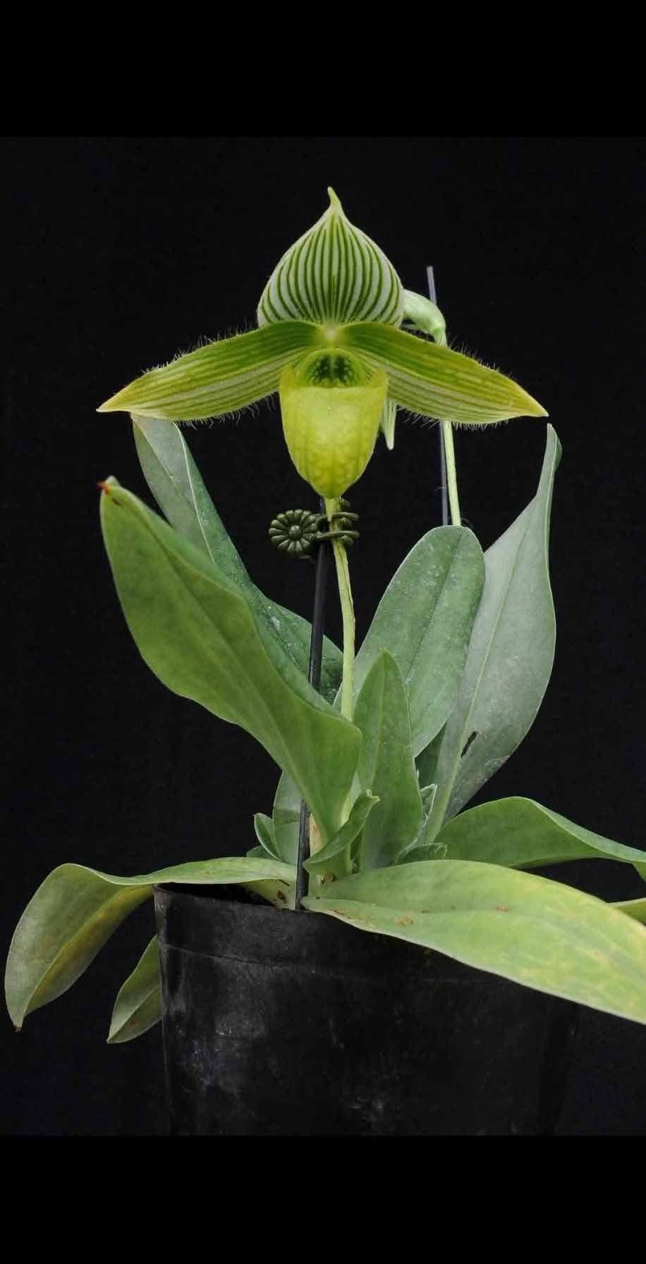 Paphiopedilum sukhakulii Alba