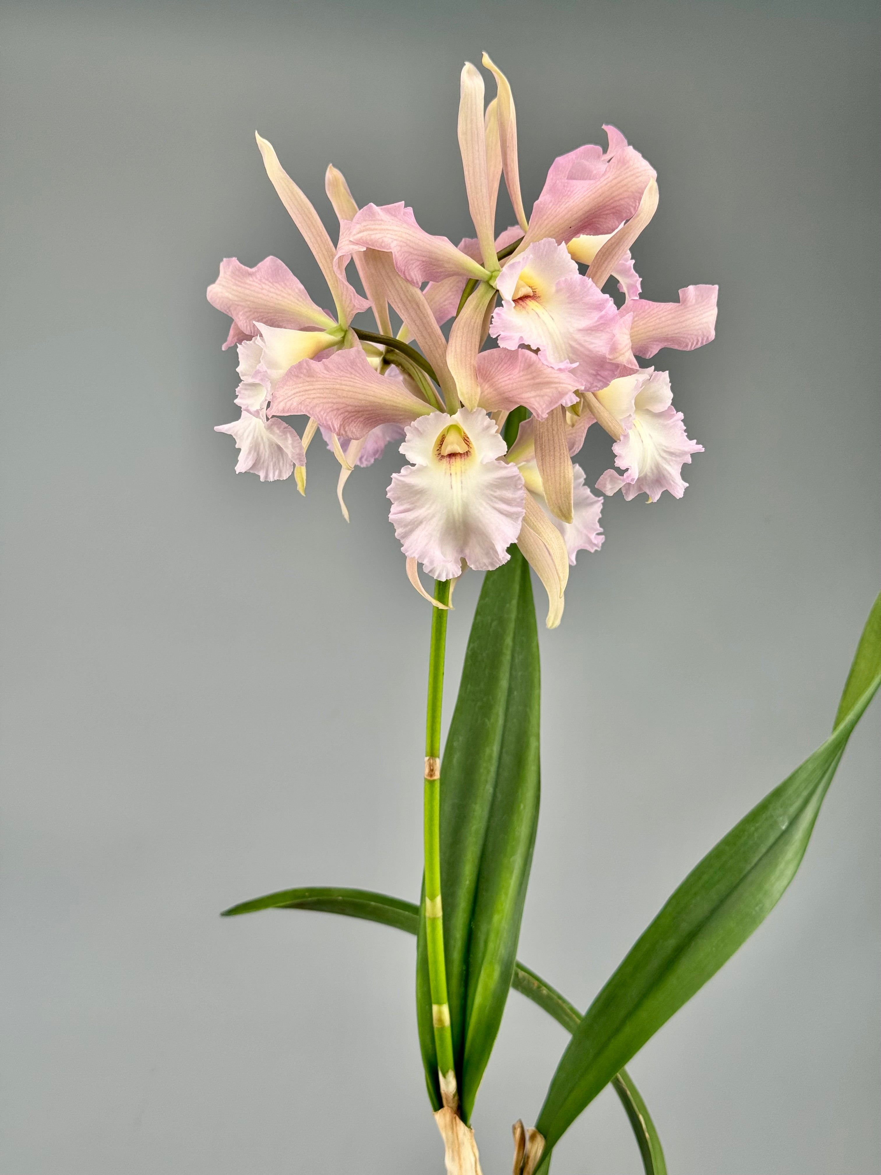 Encyclia randii × Blc. Agatha ‘Pink Dove’