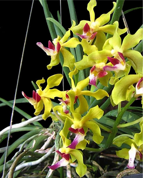 Sweetara Wong Yit Hoe  XXL