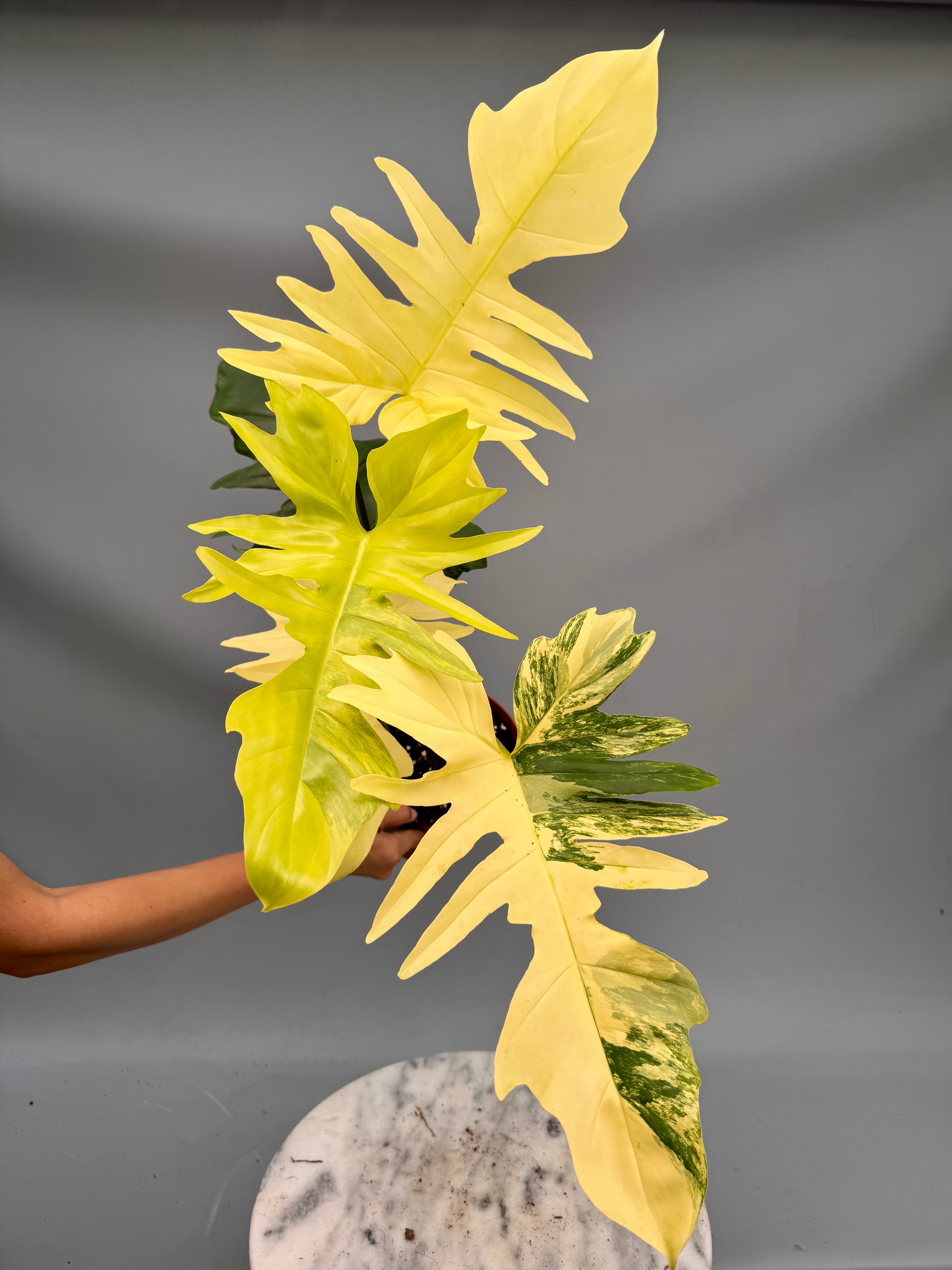 Philodendron Florida Beauty Variegata X Bob Cee Variegata (Nr 1.) ‘XXL plant’