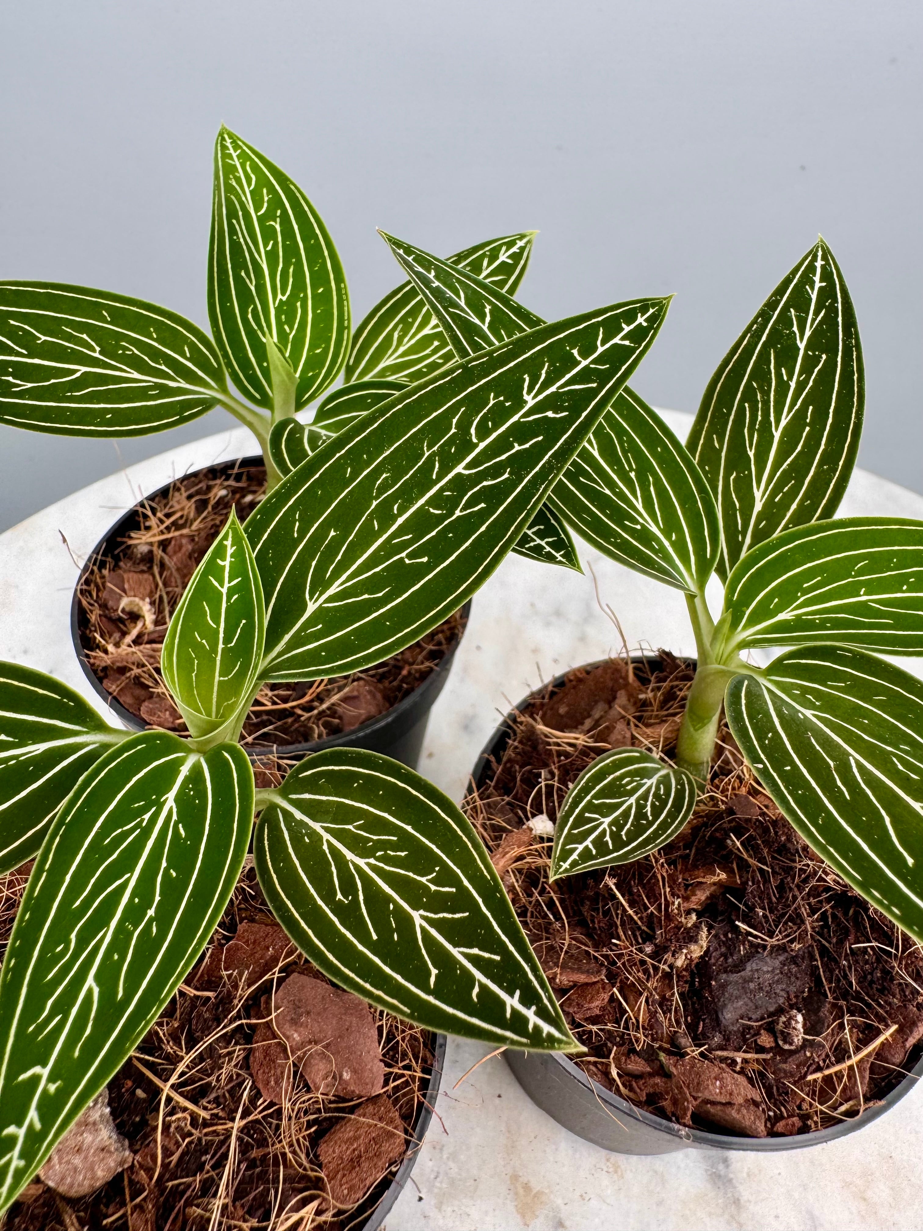Ludisia discolor var. alba 'Platinum Vein' (MC)
