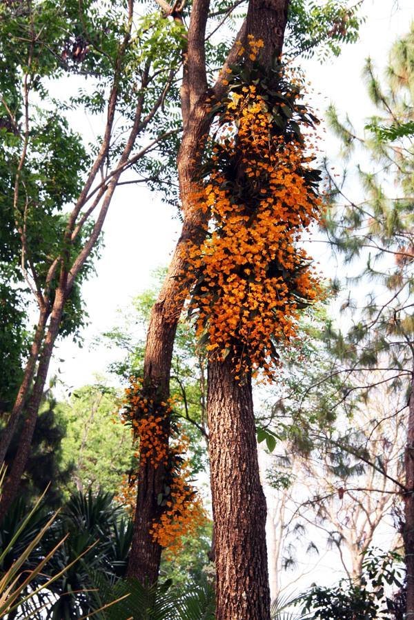 Dendrobium lindleyii ‘Big Plant’