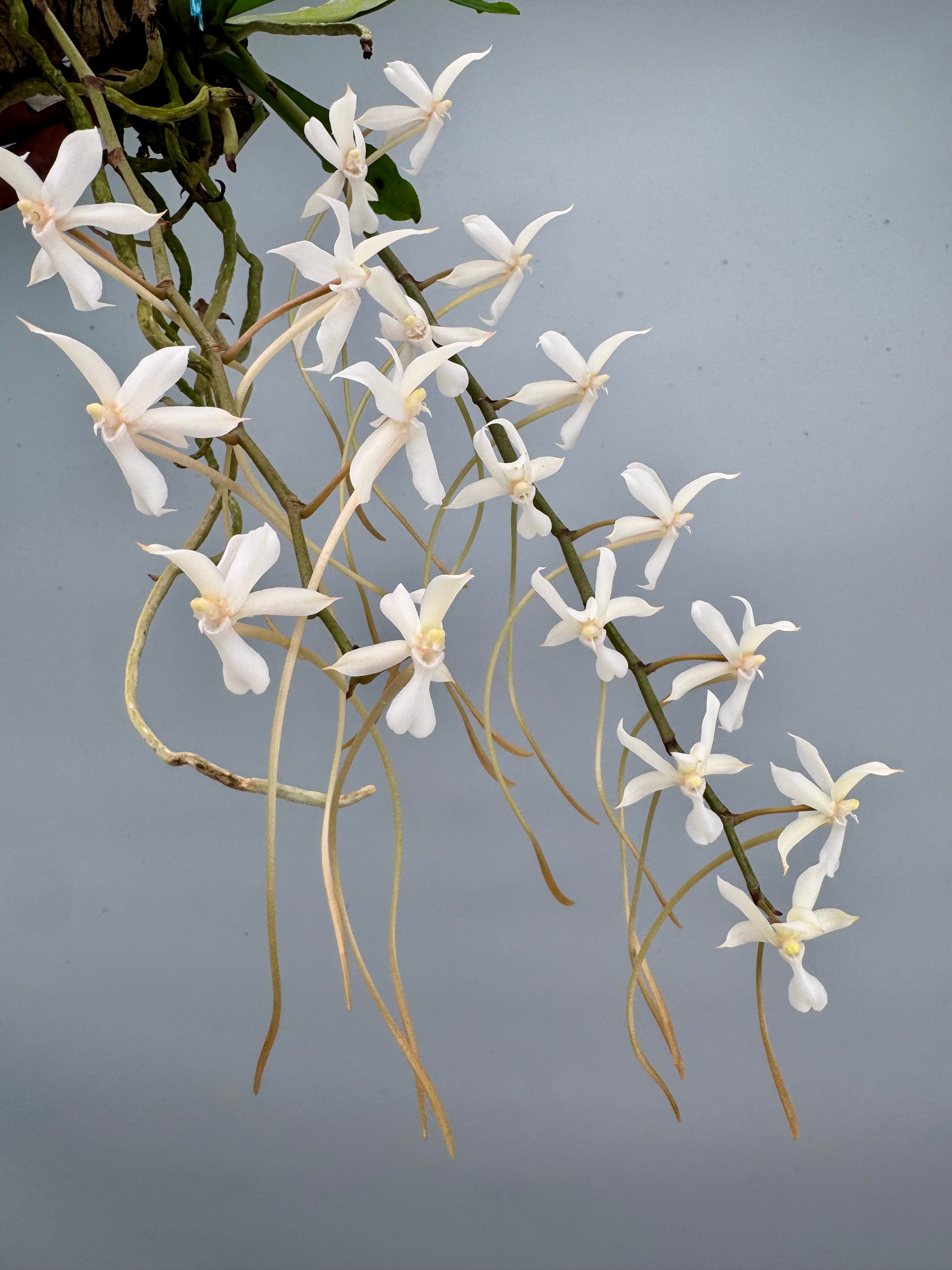 Aerangis kotschyana x decaryana