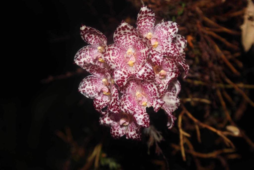 Bulbophyllum kubahense (Leaves 1+)