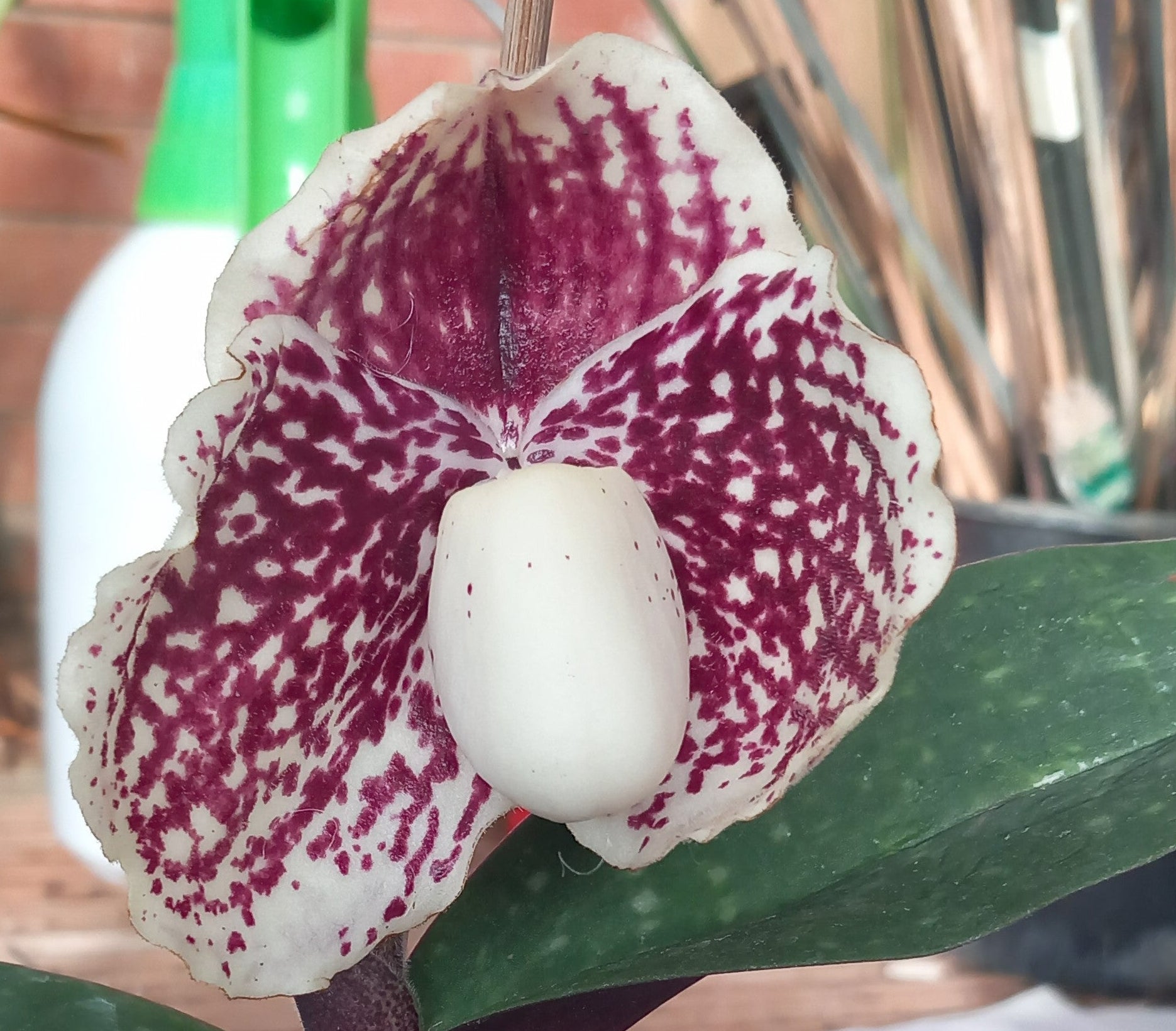 Paphiopedilum leucochilum "White 4N"
