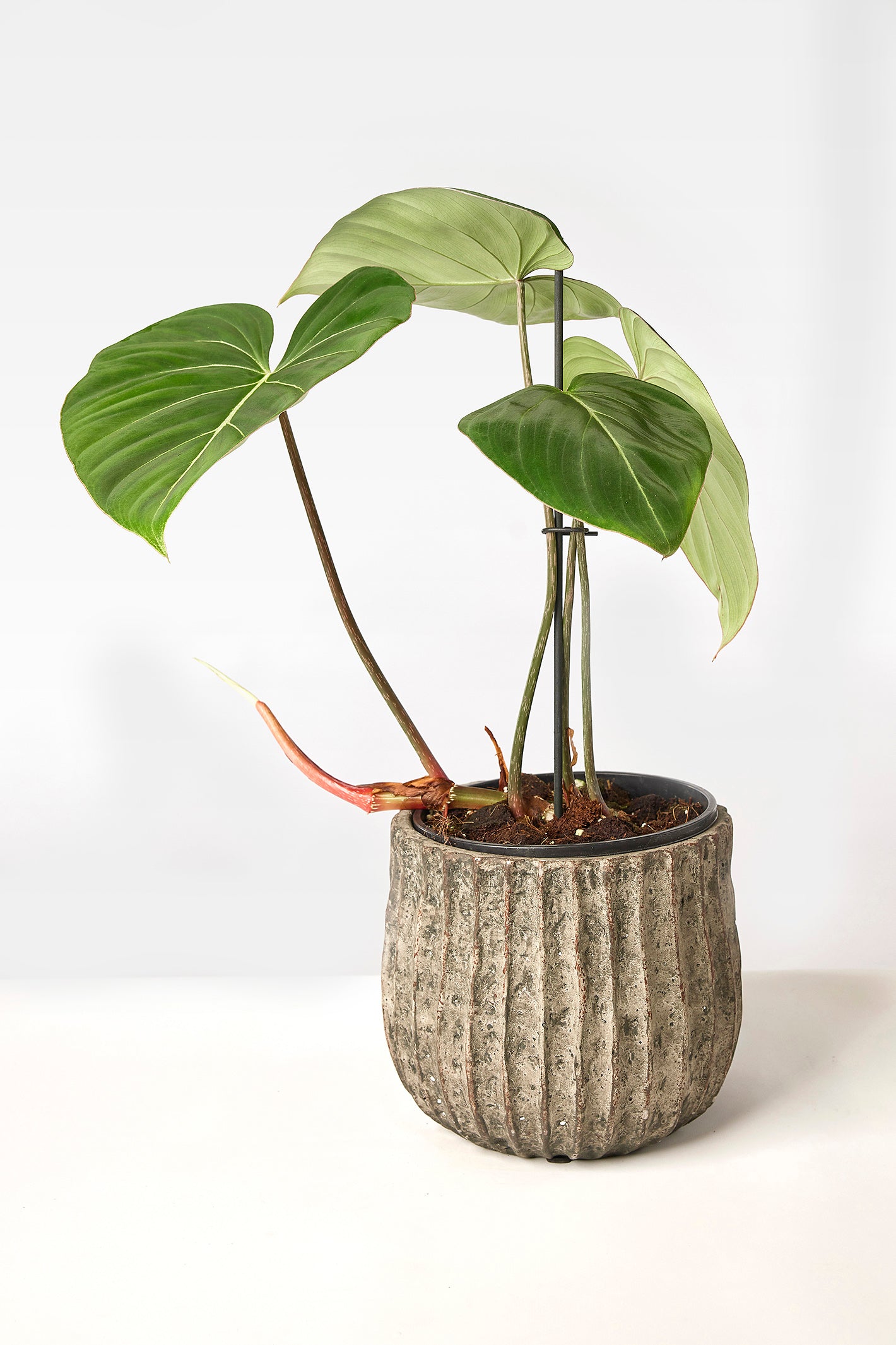 Philodendron gloriosum "Compact Type"