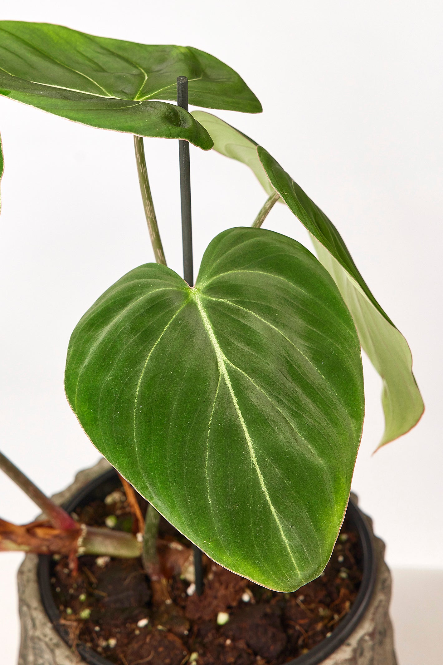 Philodendron gloriosum "Compact Type"
