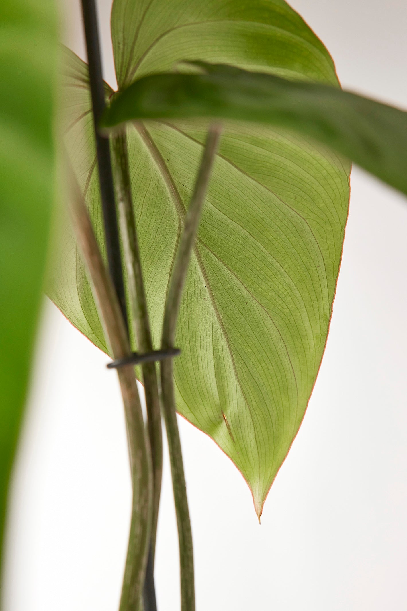 Philodendron gloriosum "Compact Type" (1 Leaf Cutting)