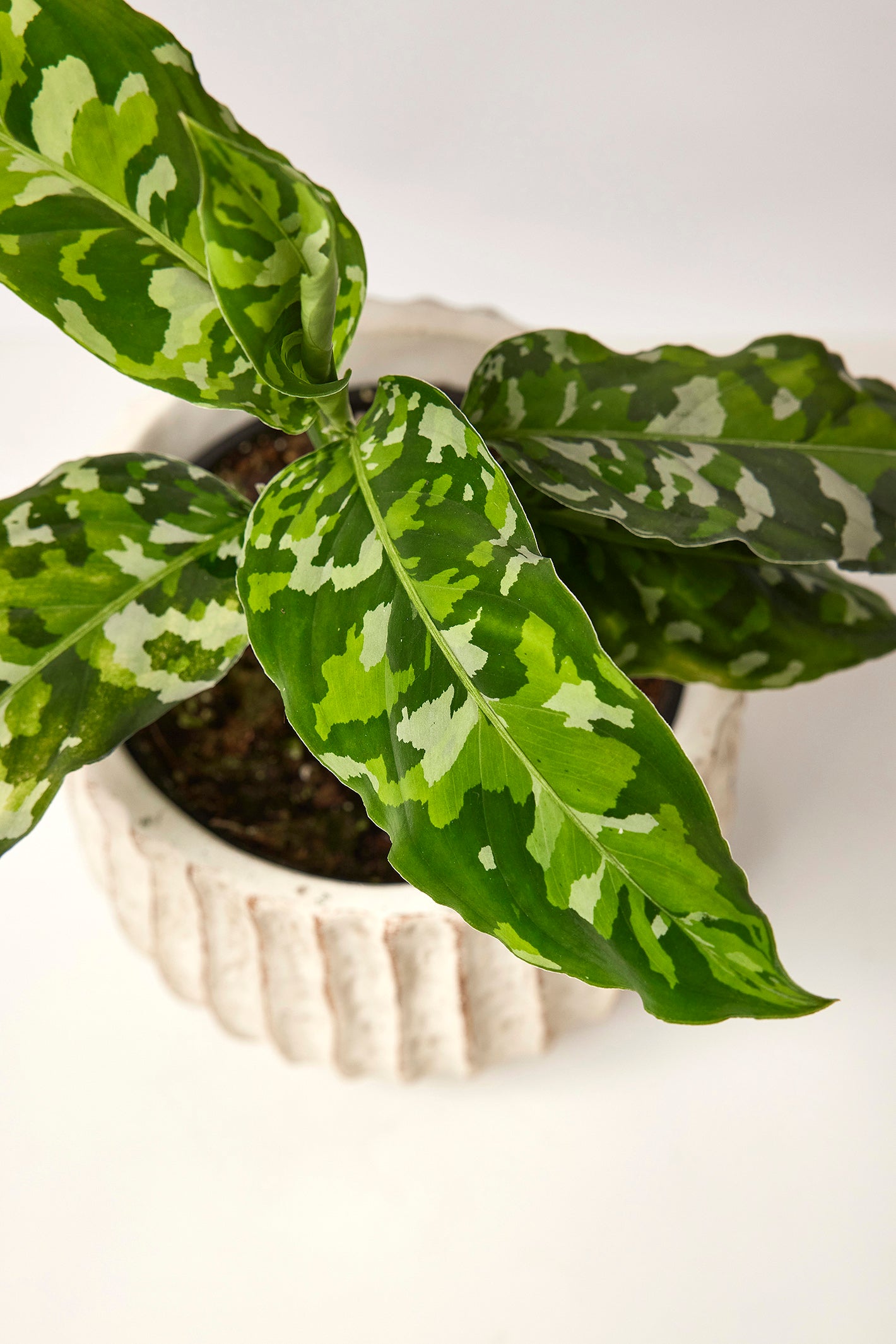 Aglaonema Pictum Tricolor