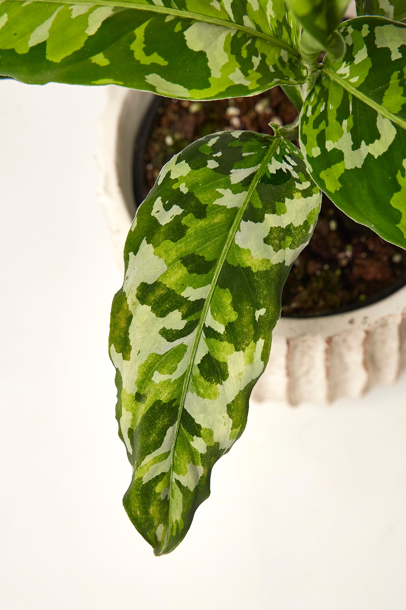 Aglaonema Pictum Tricolor