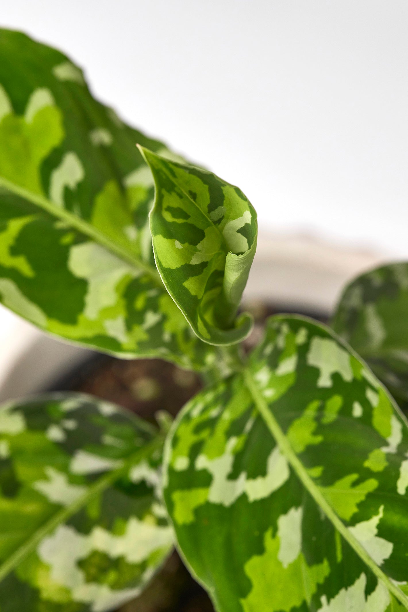 Aglaonema Pictum Tricolor