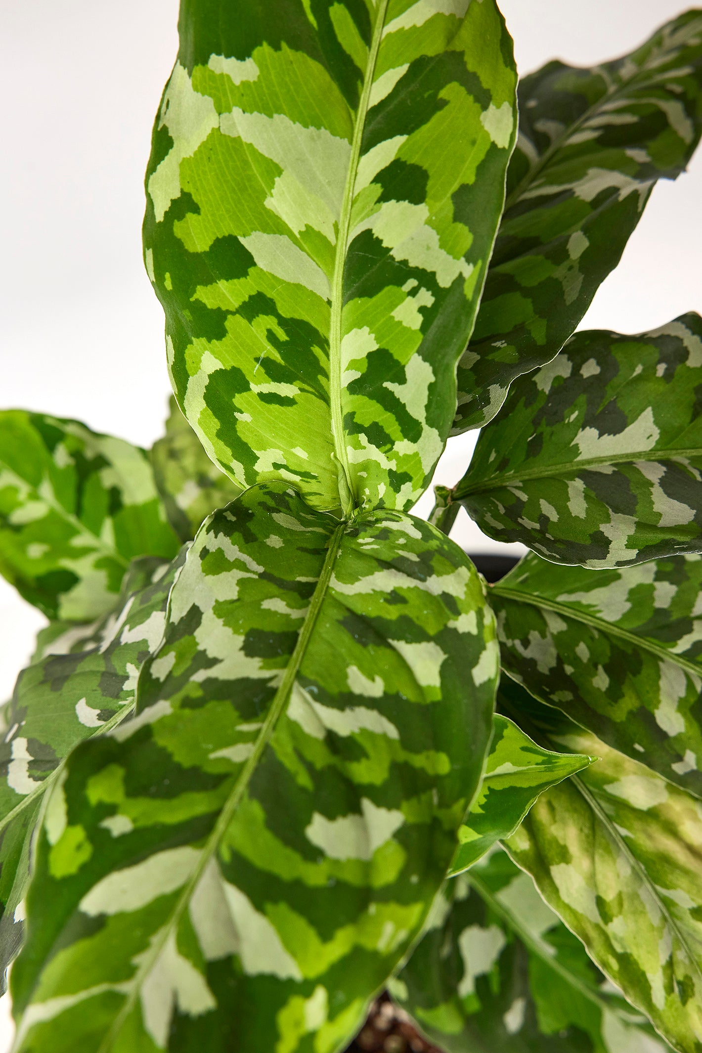 Aglaonema Pictum Tricolor