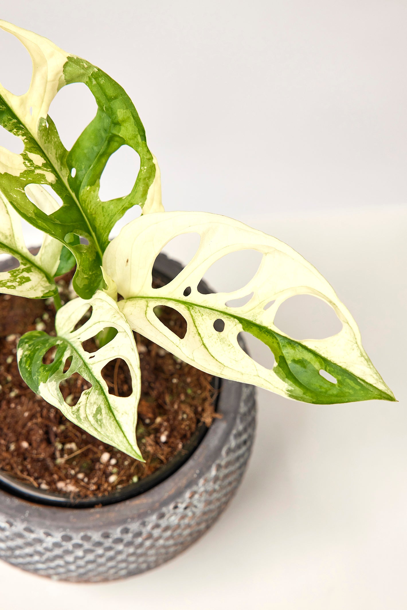 Monstera adansonii variegated Albo (3/4 Blätter)