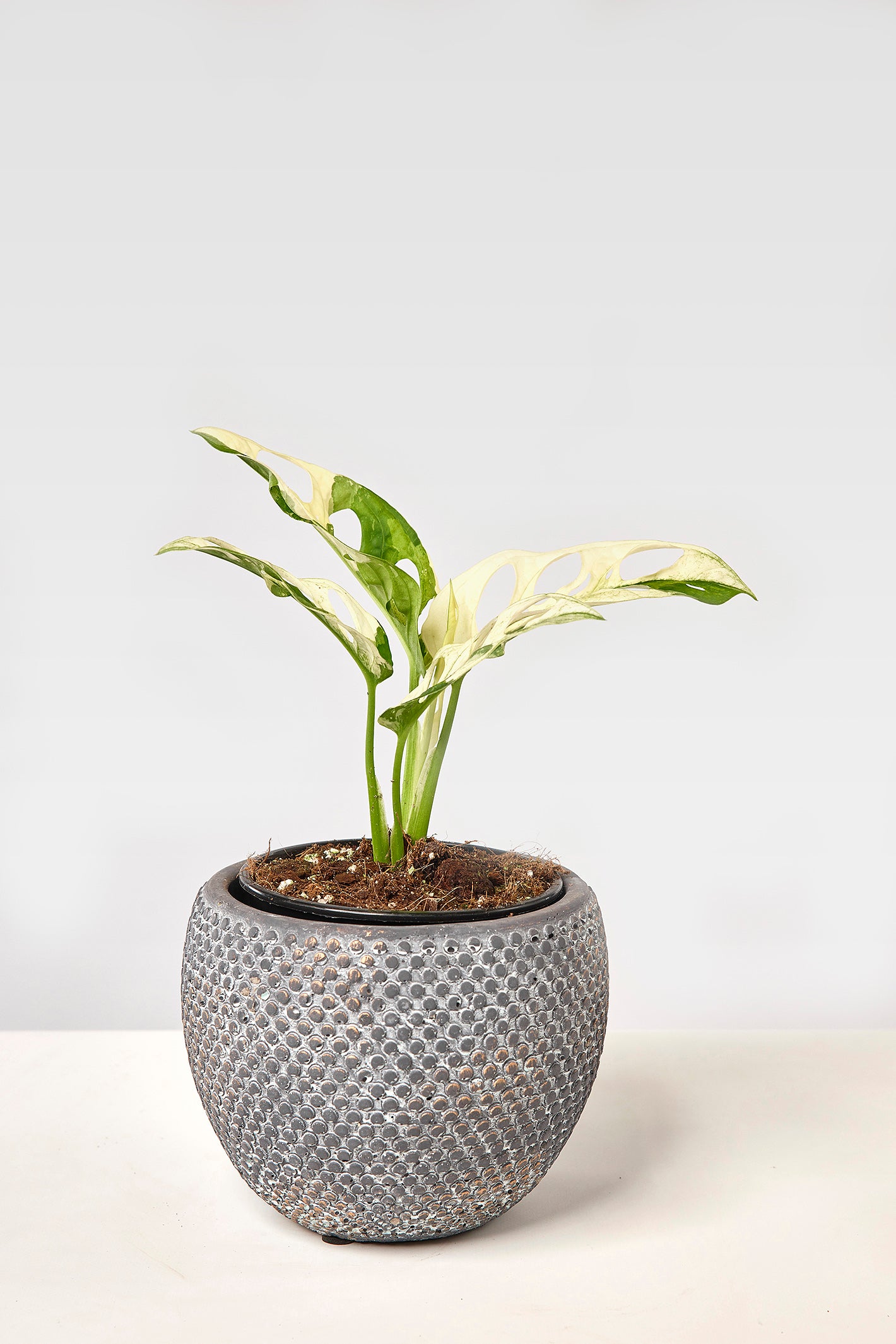 Monstera adansonii variegated Albo (3/4 Blätter)