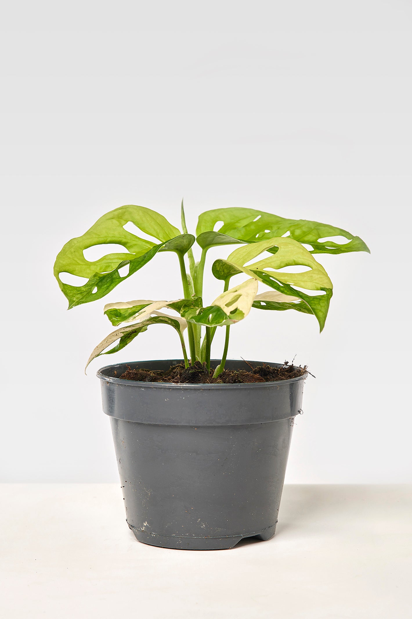 Monstera adansonii variegated aurea (6/7 + Blätter)