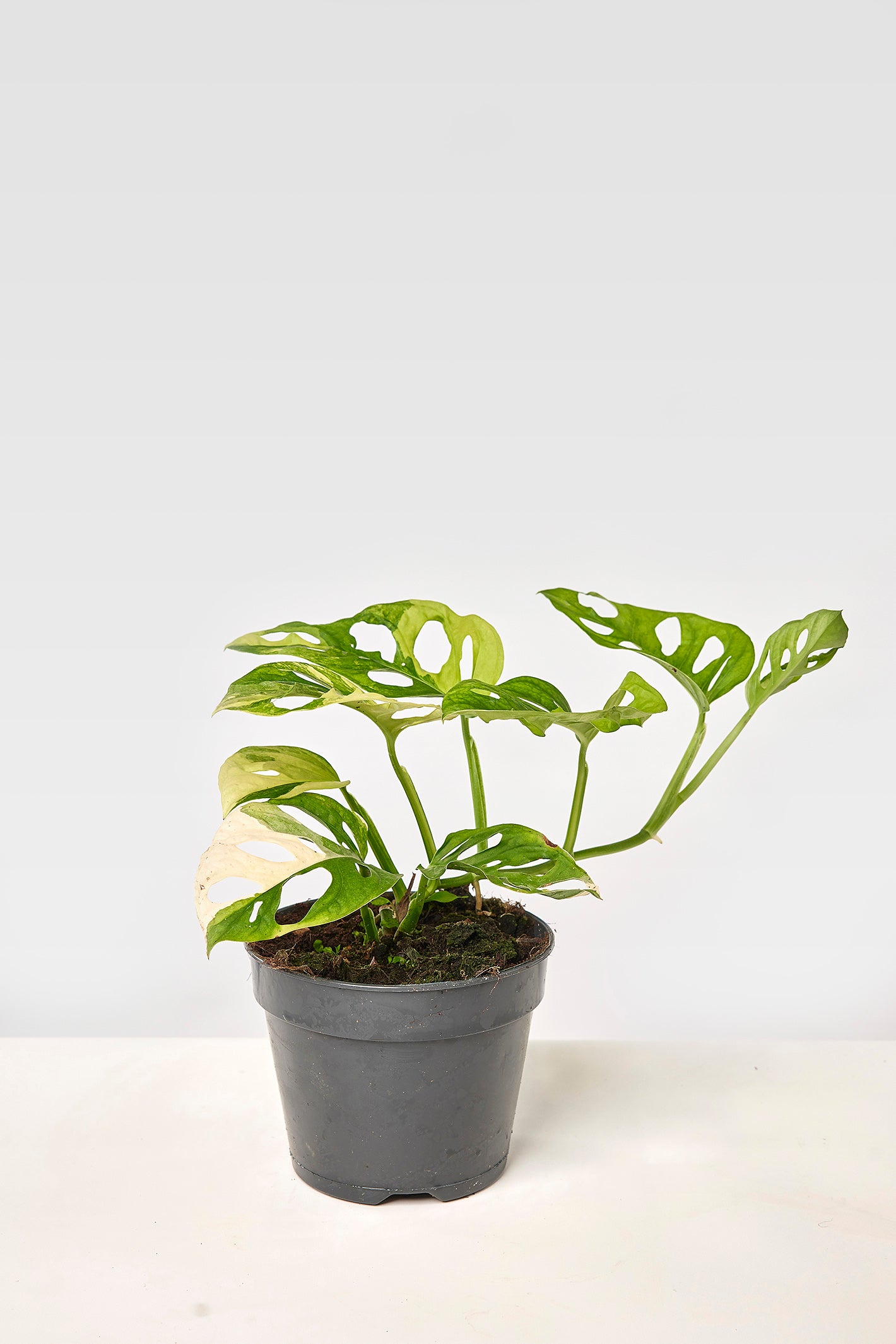 Monstera adansonii variegated aurea (6/7 + Blätter)