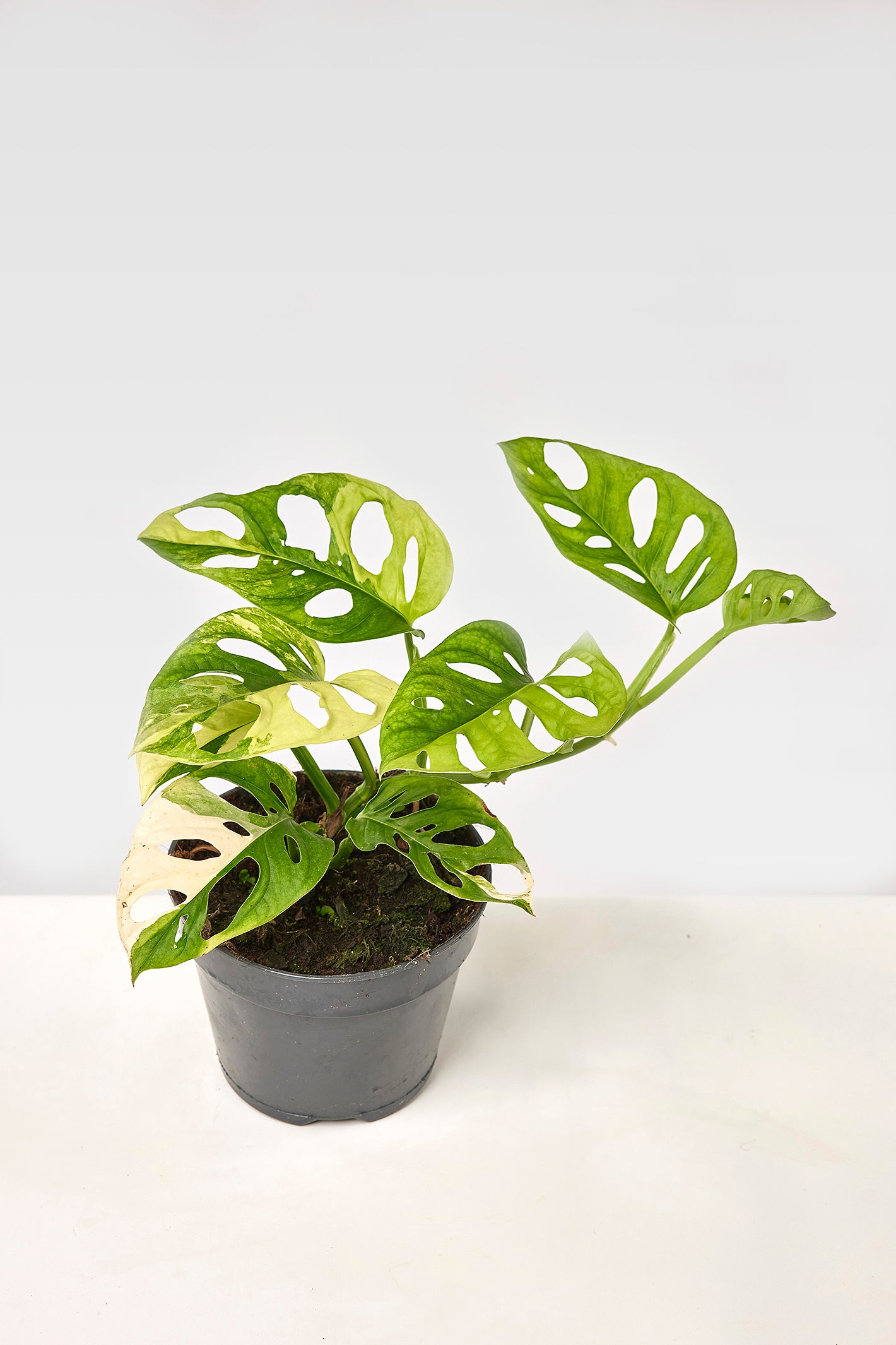 Monstera adansonii variegated aurea (6/7 + Blätter)