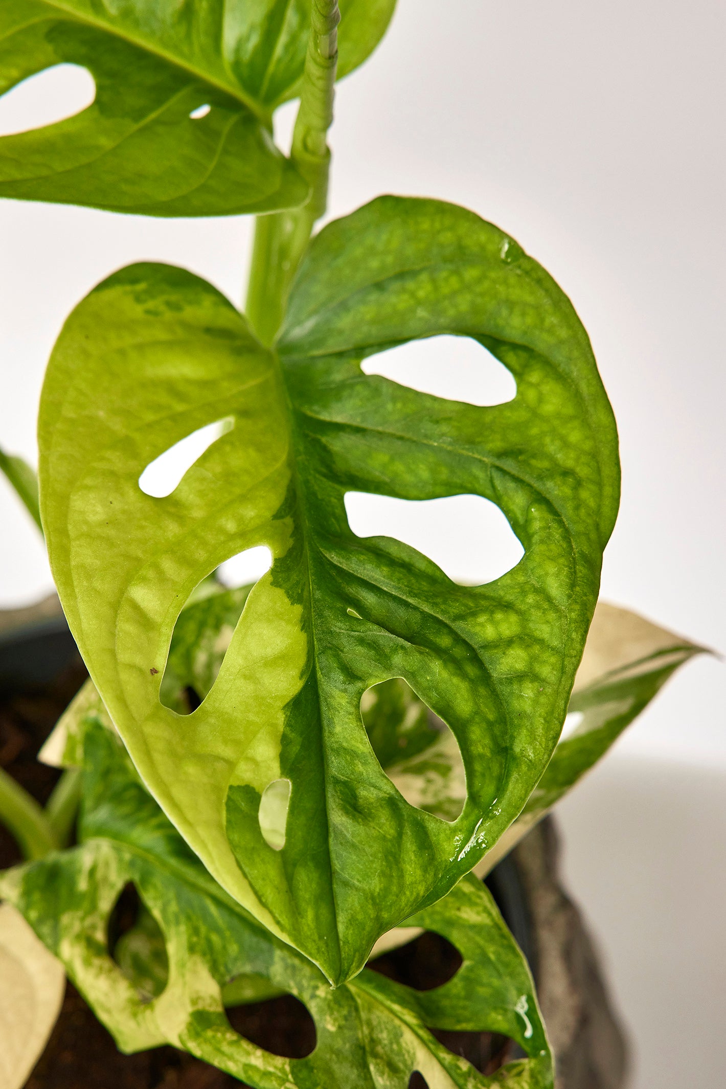 Monstera adansonii variegated aurea (6/7 + Blätter)