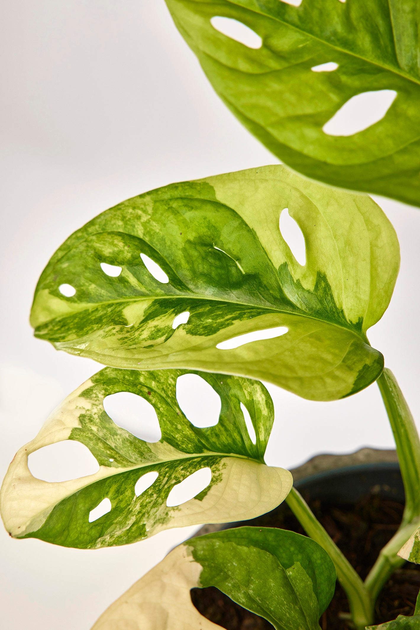 Monstera adansonii variegated aurea (6/7 + Blätter)