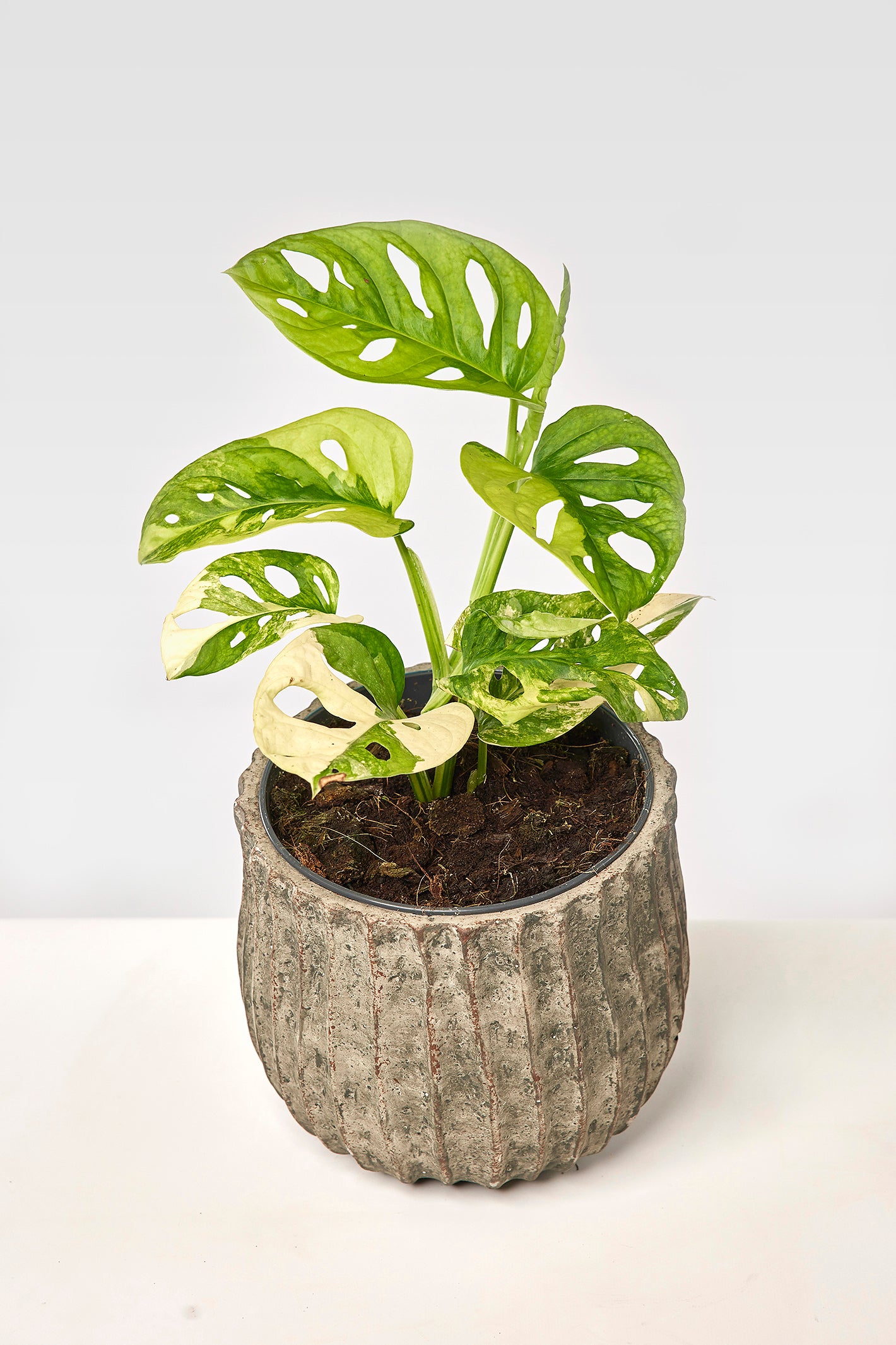 monstera adansonii precio Monstera adansonii variegated aurea (6/7 + Leaves)