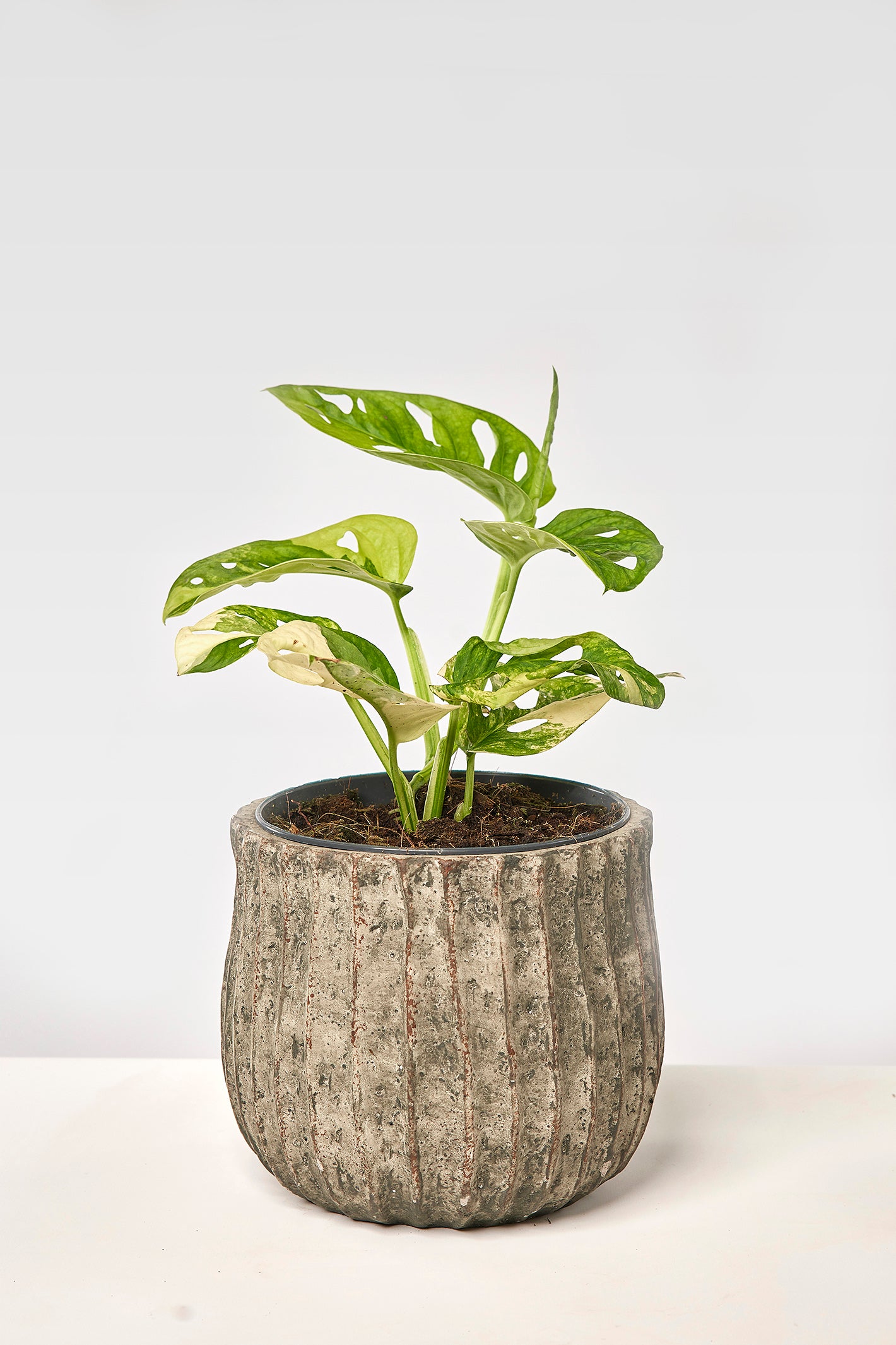 Monstera adansonii variegated aurea (6/7 + Blätter)