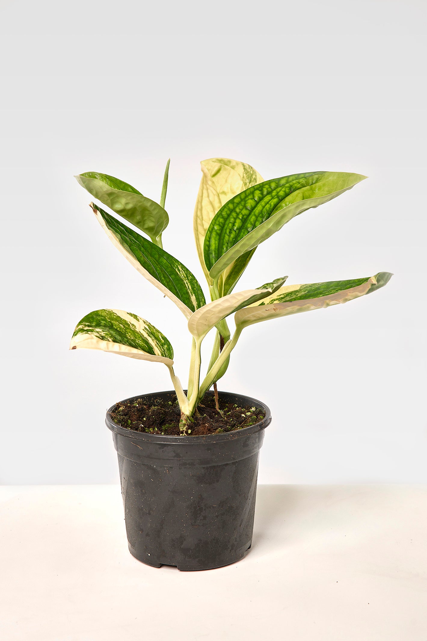 Monstera peru variegata (Big Plant)