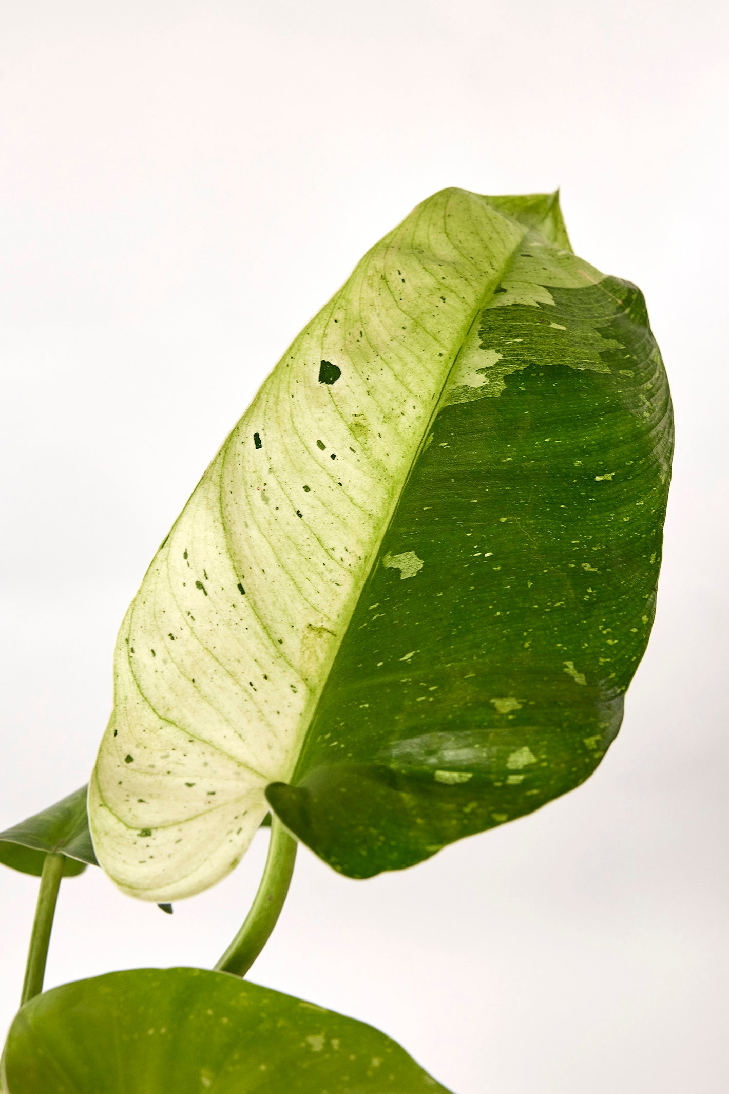 Philodendron Jose Buono "Big Plant" (6-10 Leaves)