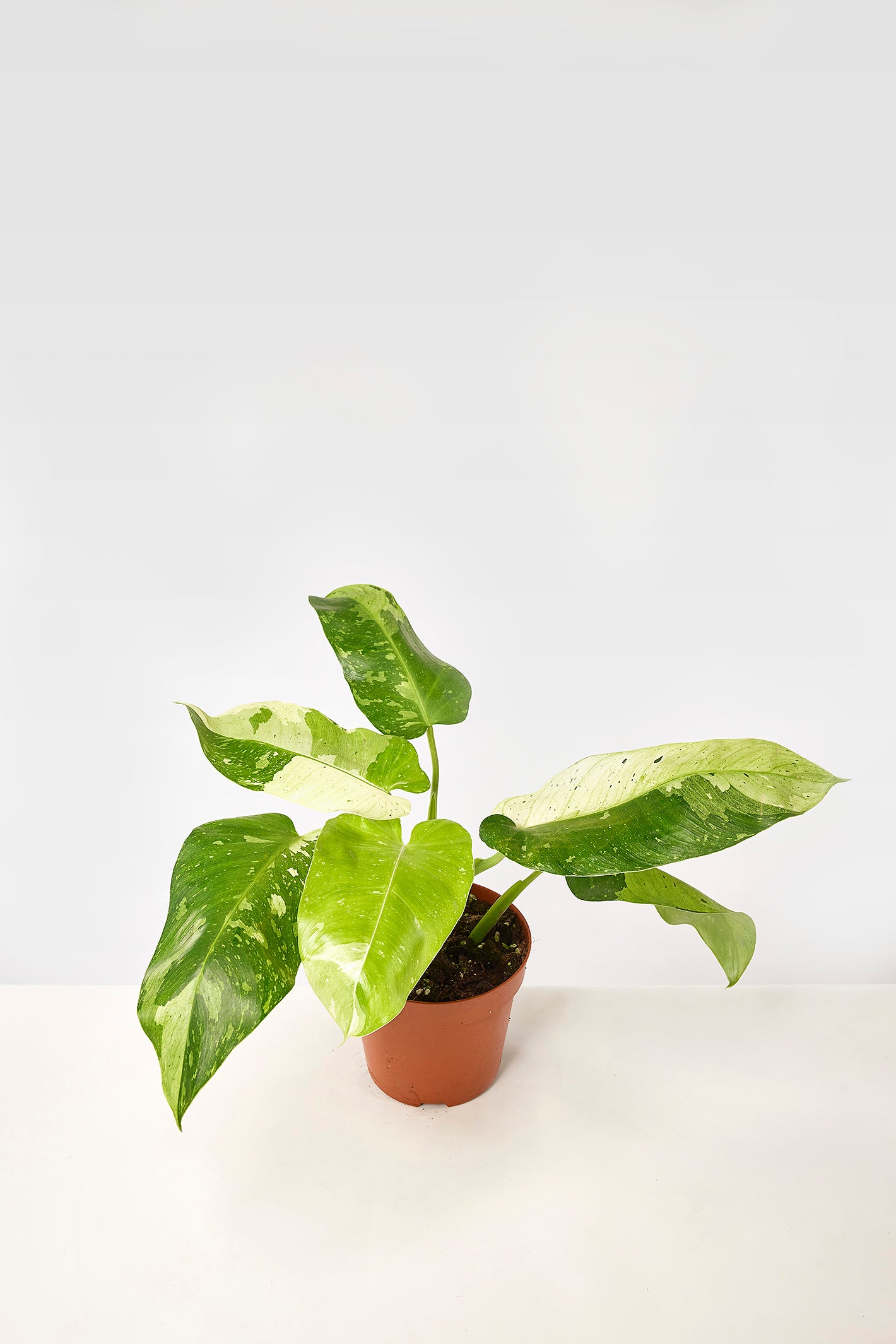 Philodendron Jose Buono "Big Plant" (6-10 Leaves)