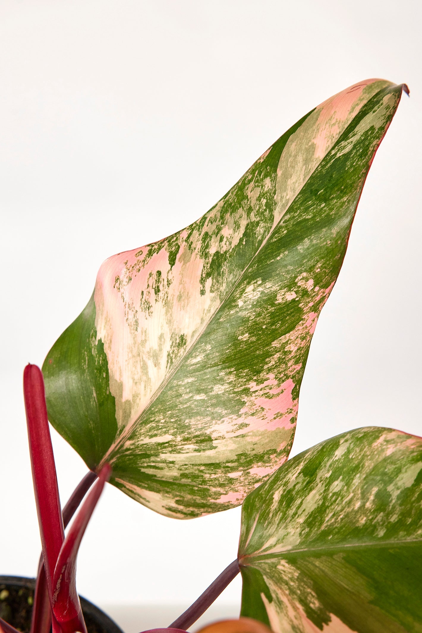 Philodendron strawberry shake (Big Plant)