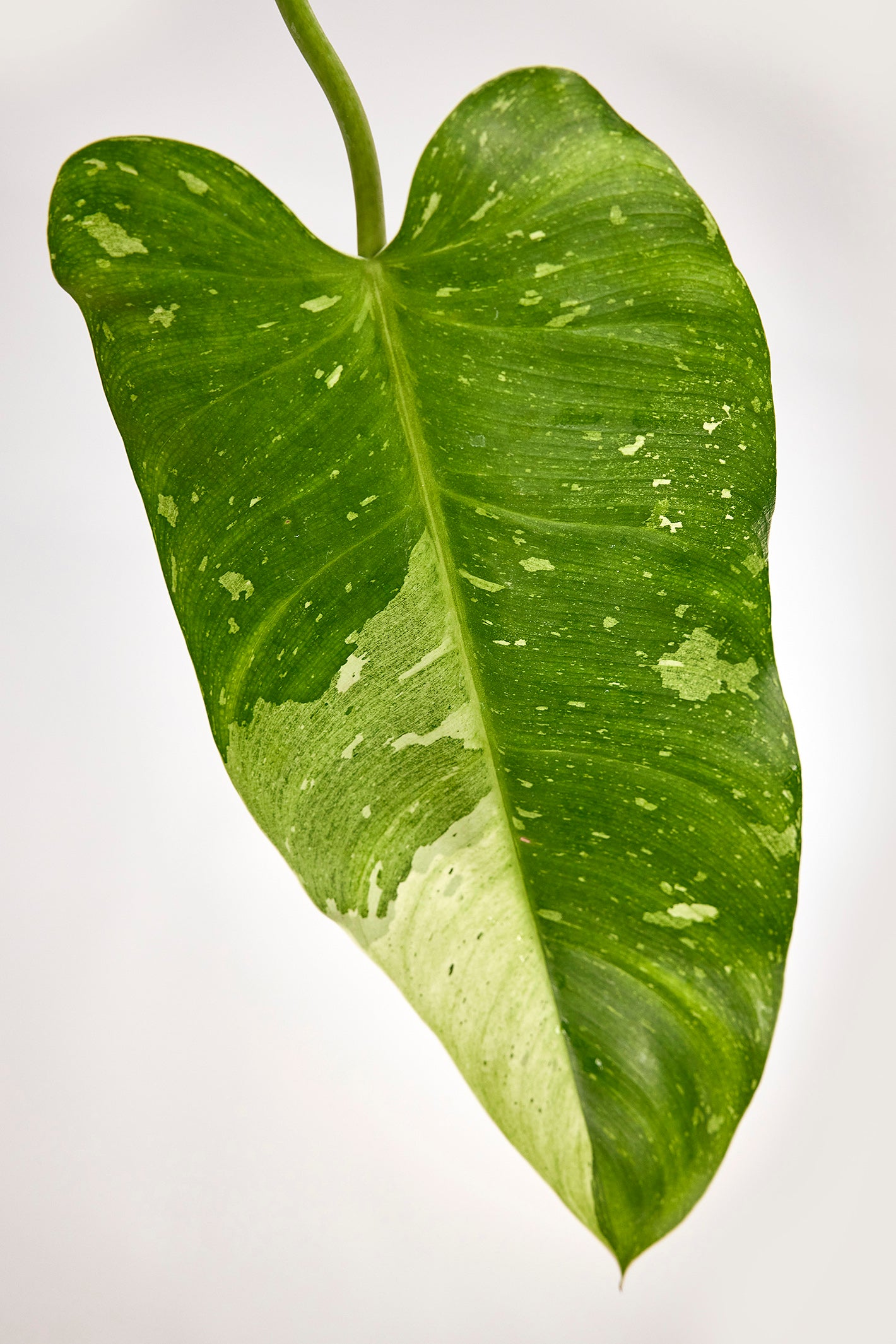 Philodendron Jose Buono (3-4 Leaves)