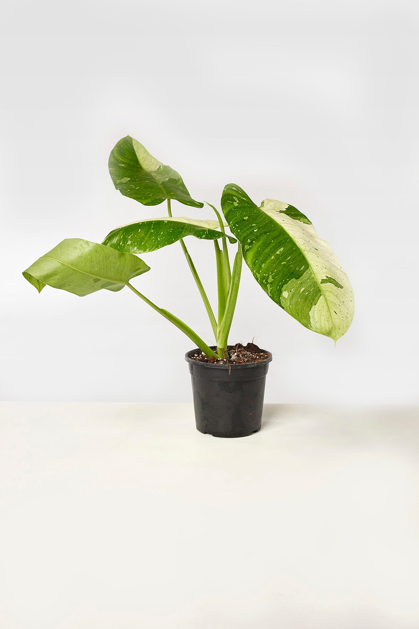 Philodendron Jose Buono (3-4 Leaves)
