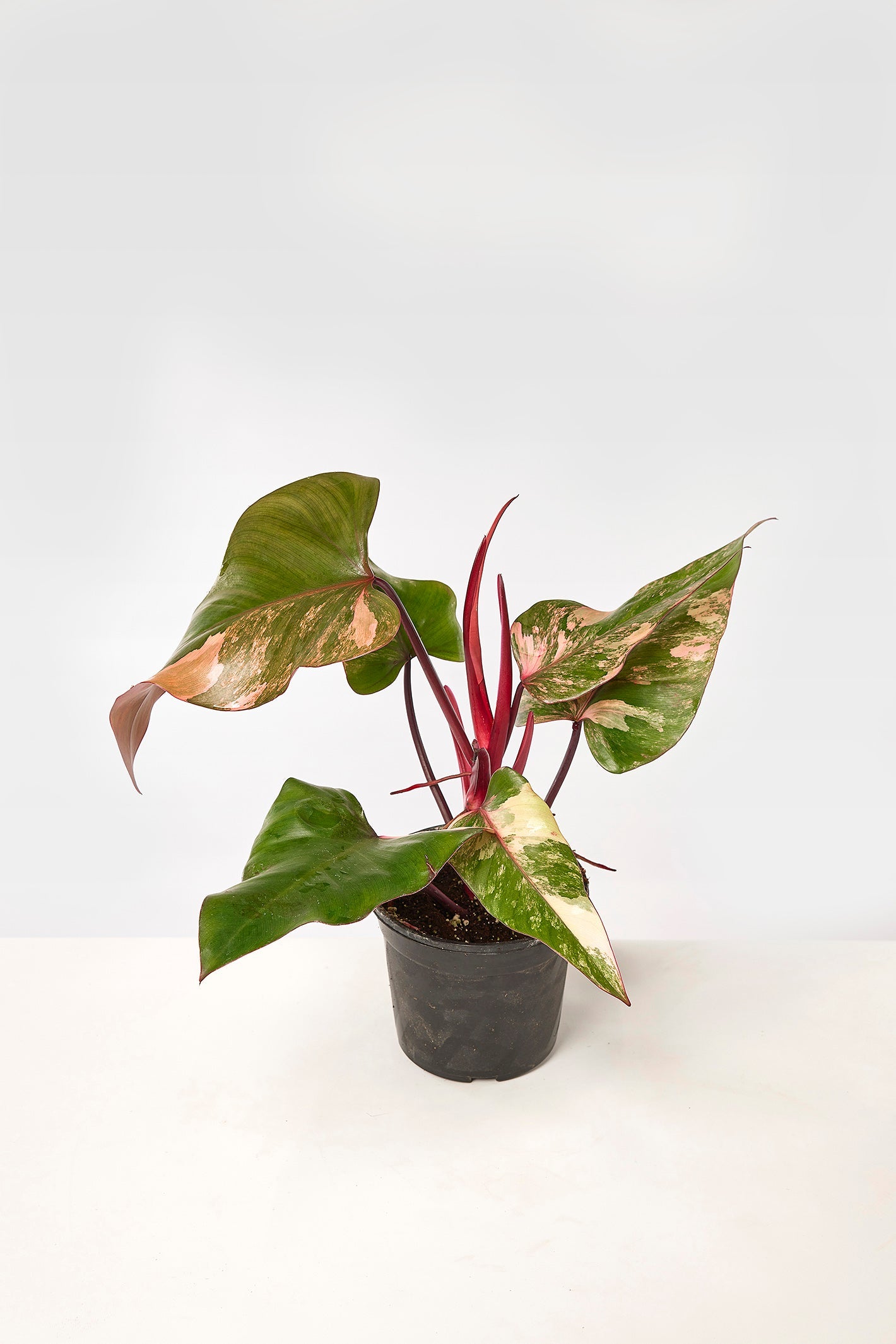 Philodendron strawberry shake (Big Plant)