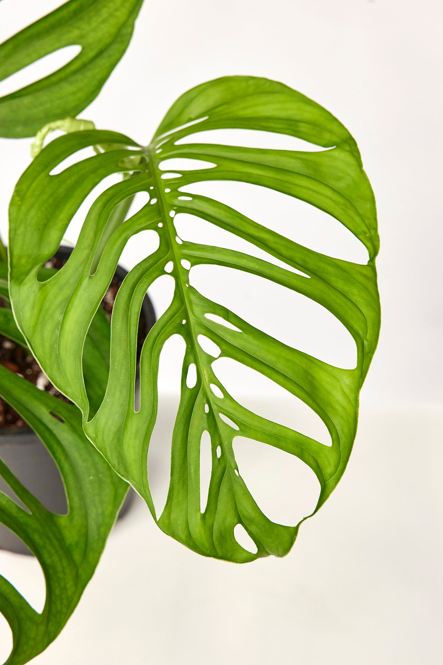 Monstera epipremnoides "Esqueleto" (1 Leaf Cutting)