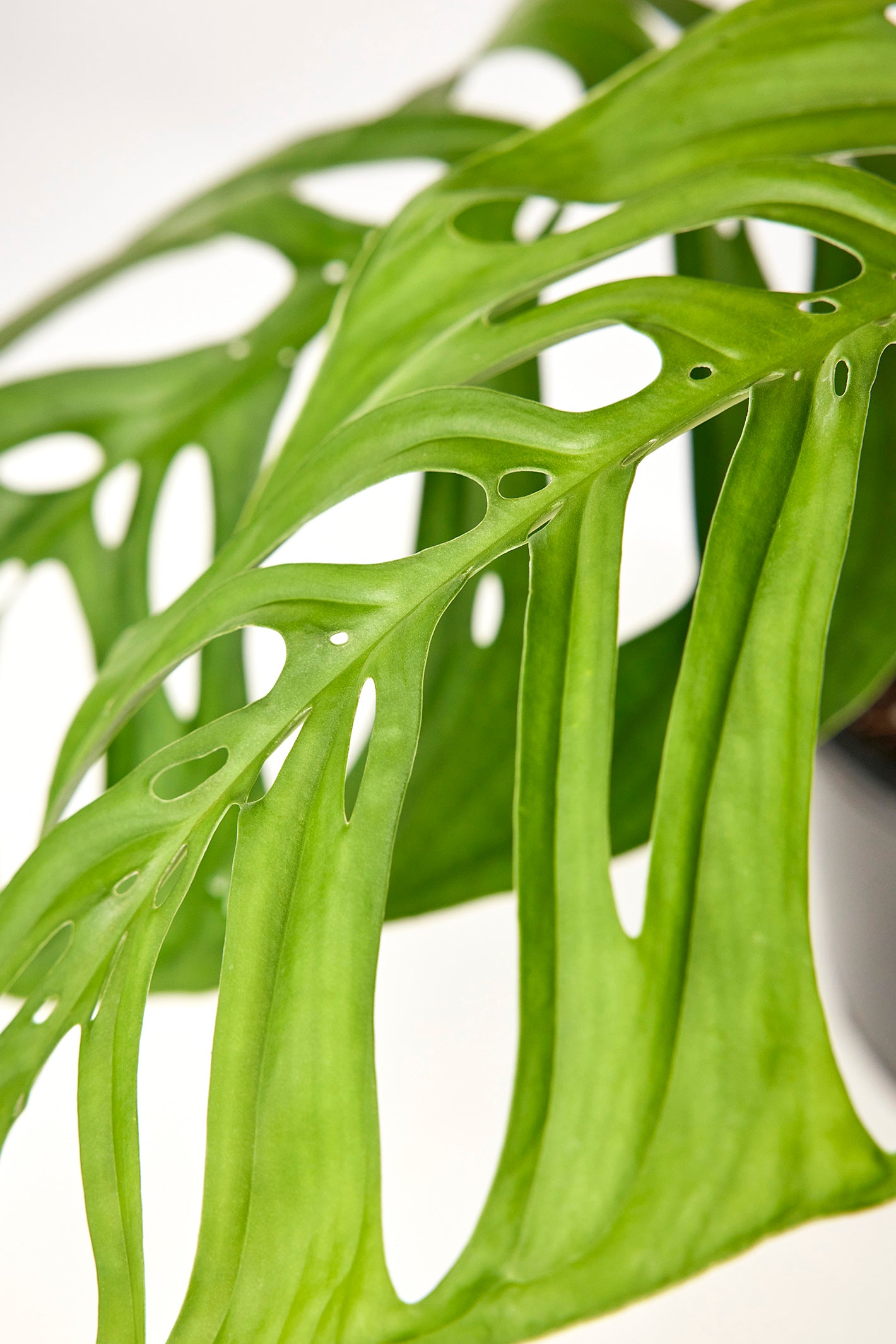 Monstera epipremnoides "Esqueleto" (1 Leaf Cutting)