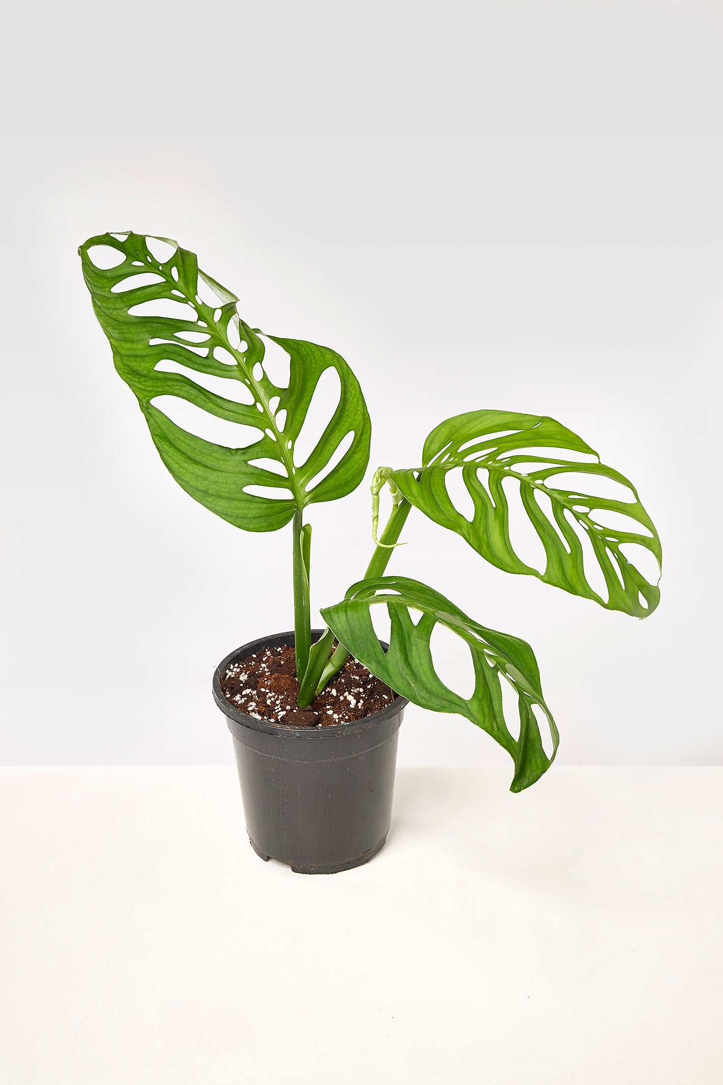 planta monstera esqueleto Monstera epipremnoides "Esqueleto" (1 Leaf Cutting)