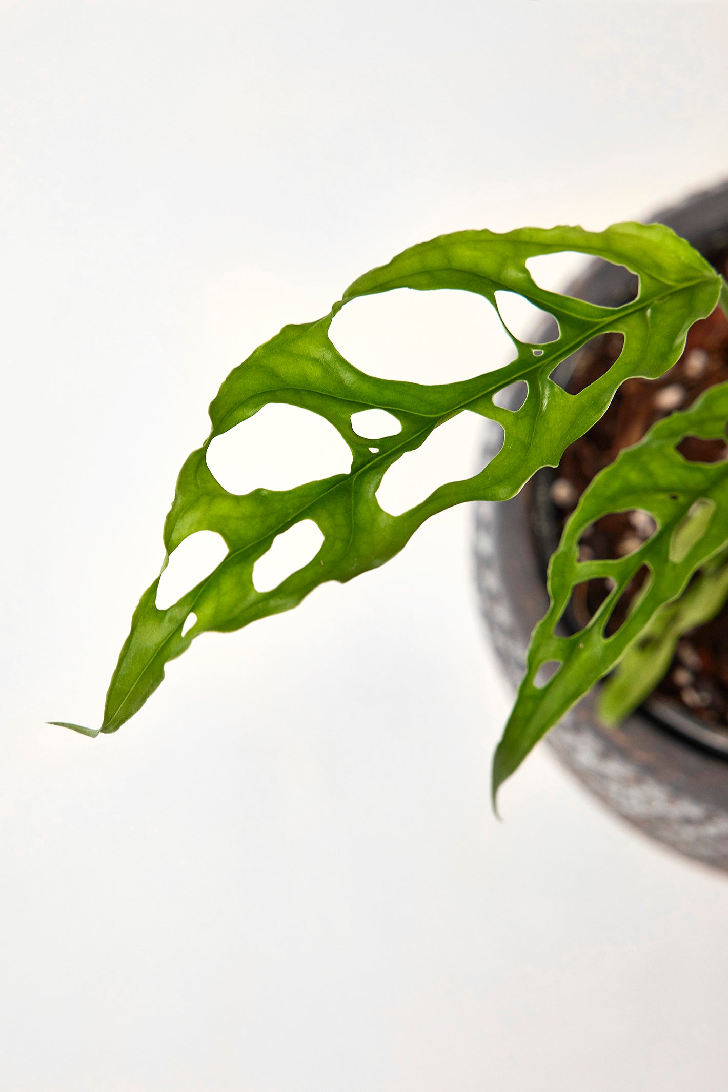 Monstera obliqua Peru 2 for 1