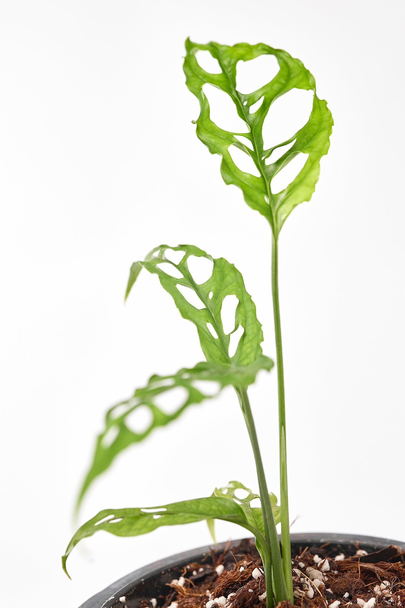 Monstera obliqua Peru    2 for 1