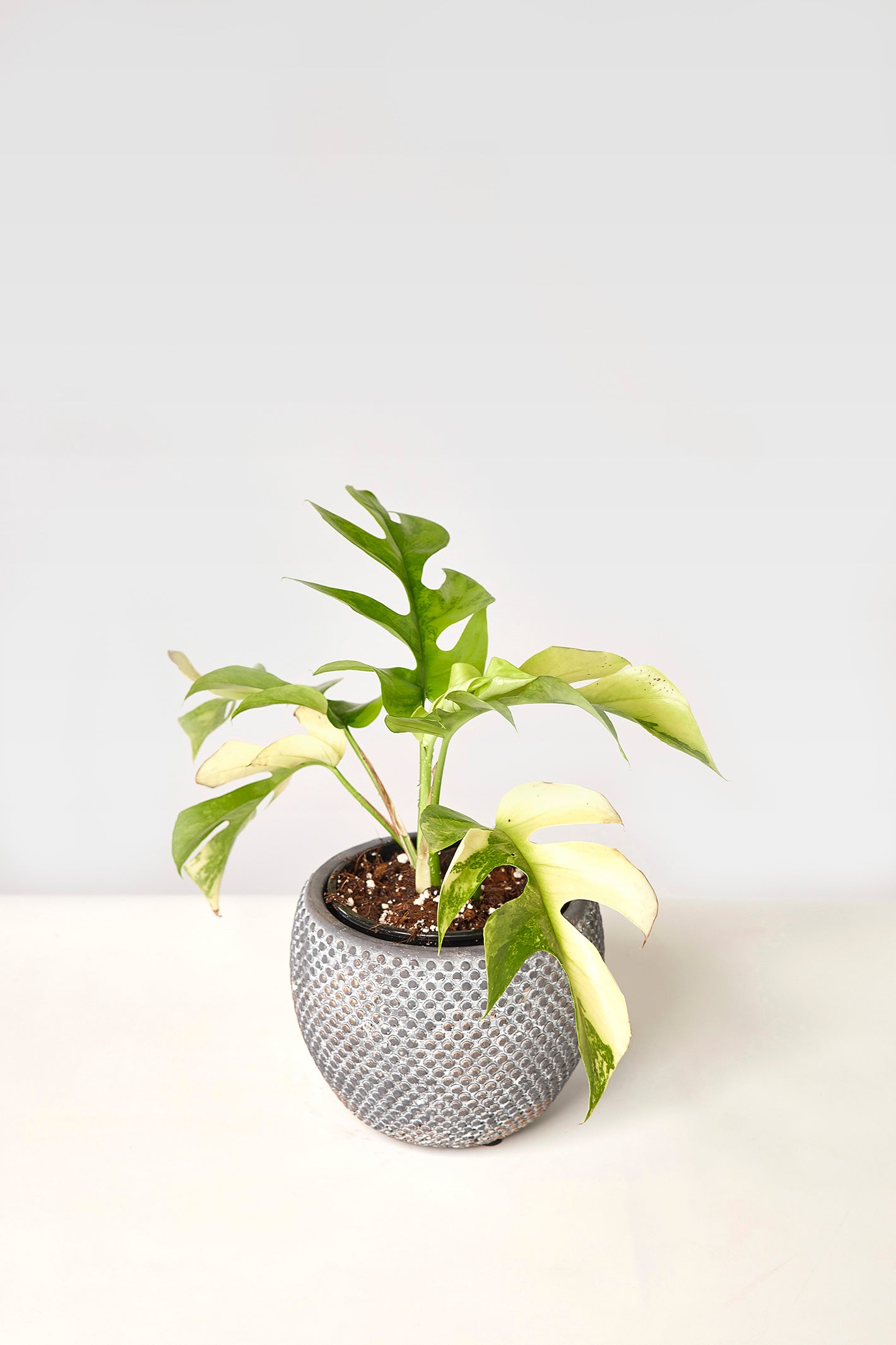 philodendron minima vs monstera minima Monstera minima variegated albo (5-6 leaves)+ Highly variegated