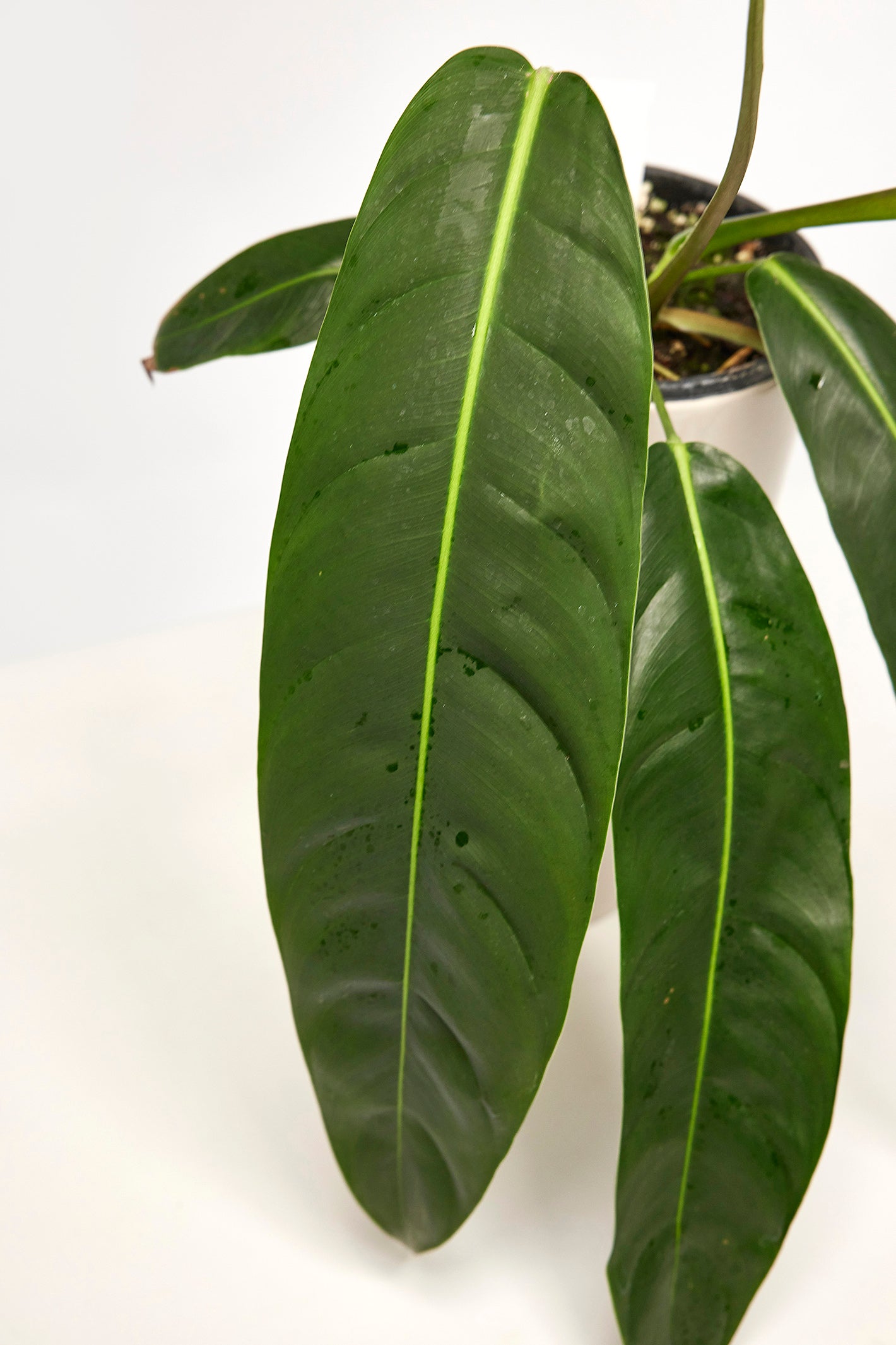 Philodendron patriciae ''Small Leaves''