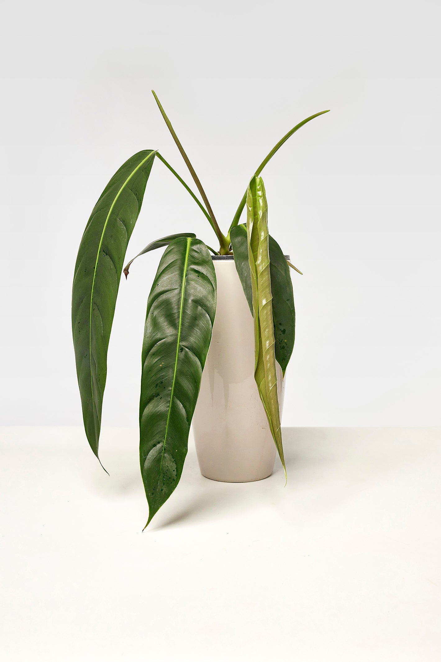 philodendron small leaves Philodendron patriciae ''Small Leaves''