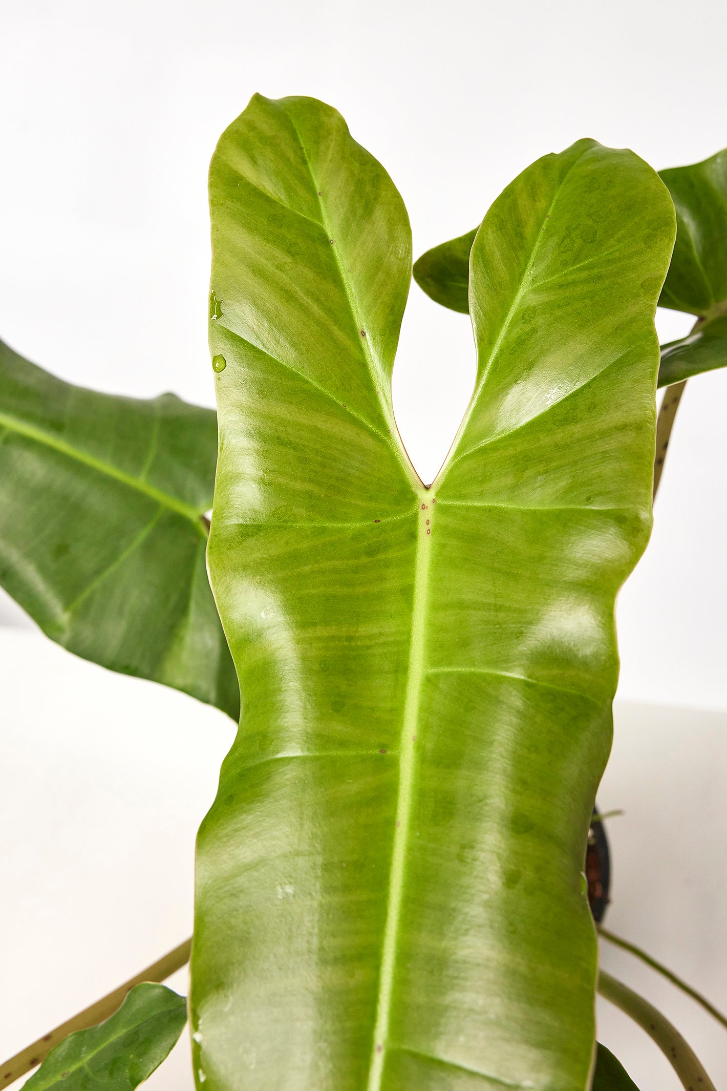 Philodendron atabapoense "Big leaves" (Large plant)