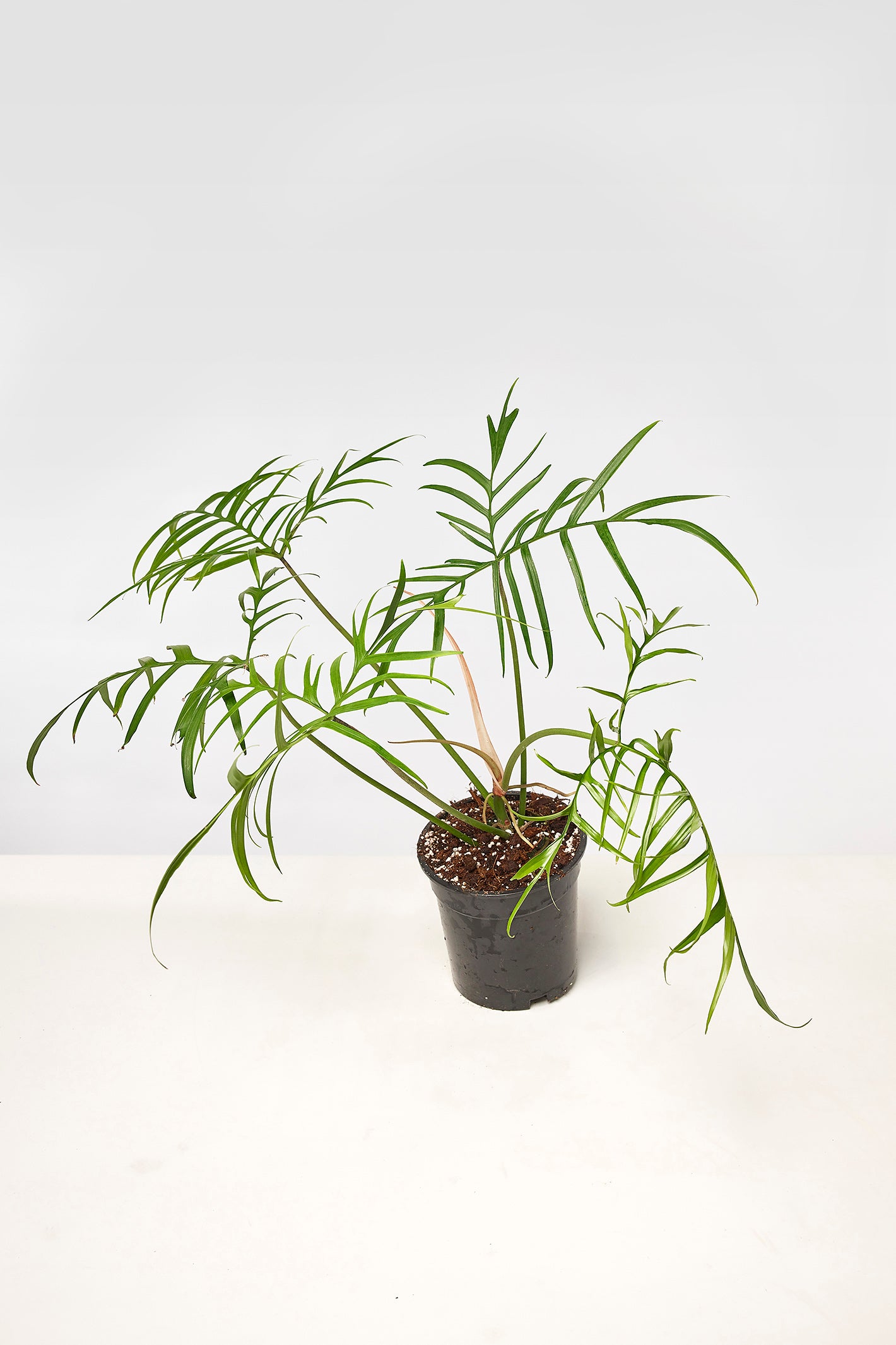 polypodioides philodendron Philodendron polypodioides "Brasilien" Big Leaves