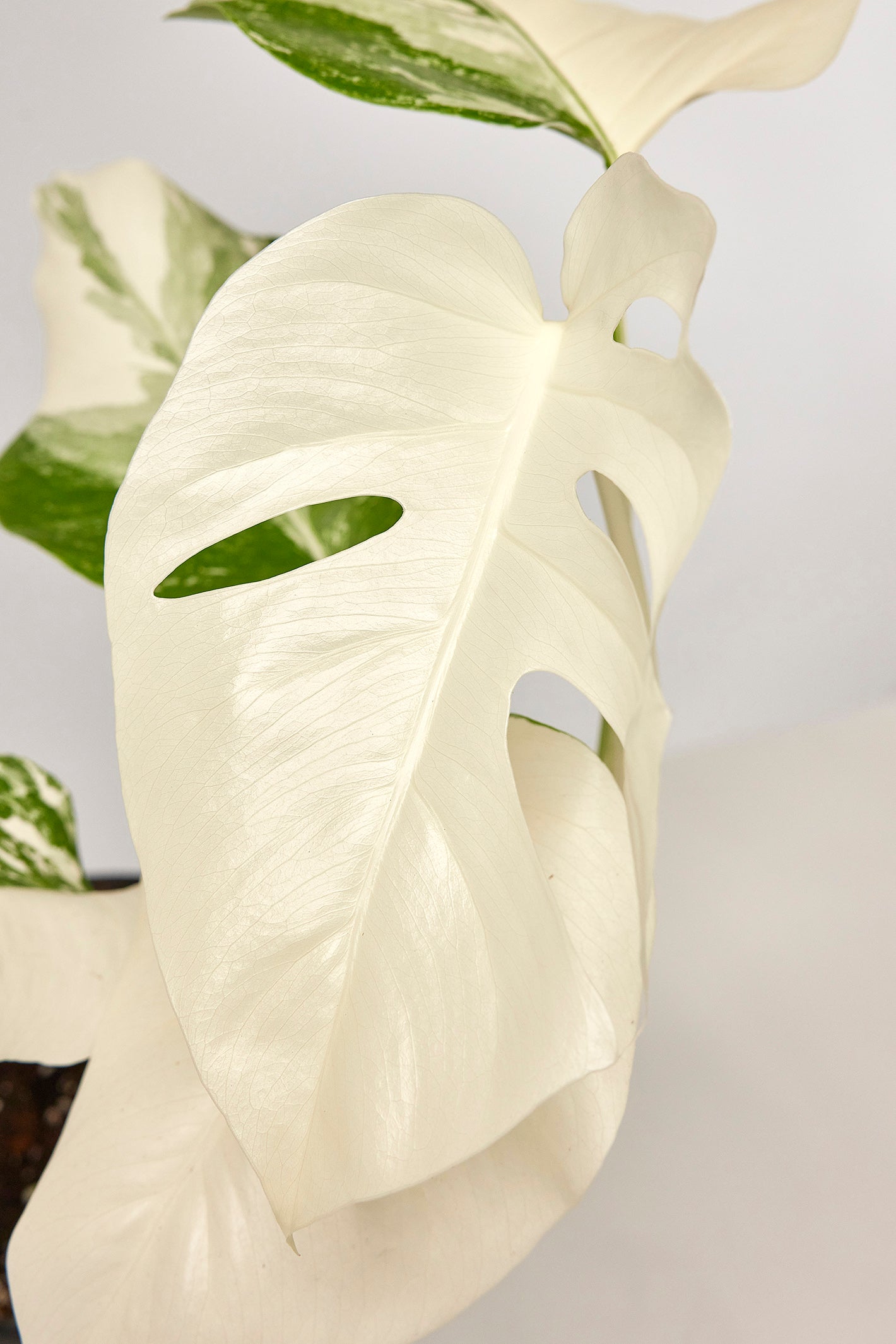 Monstera deliciosa Variegata albo "Full Moon" "3 leaves"