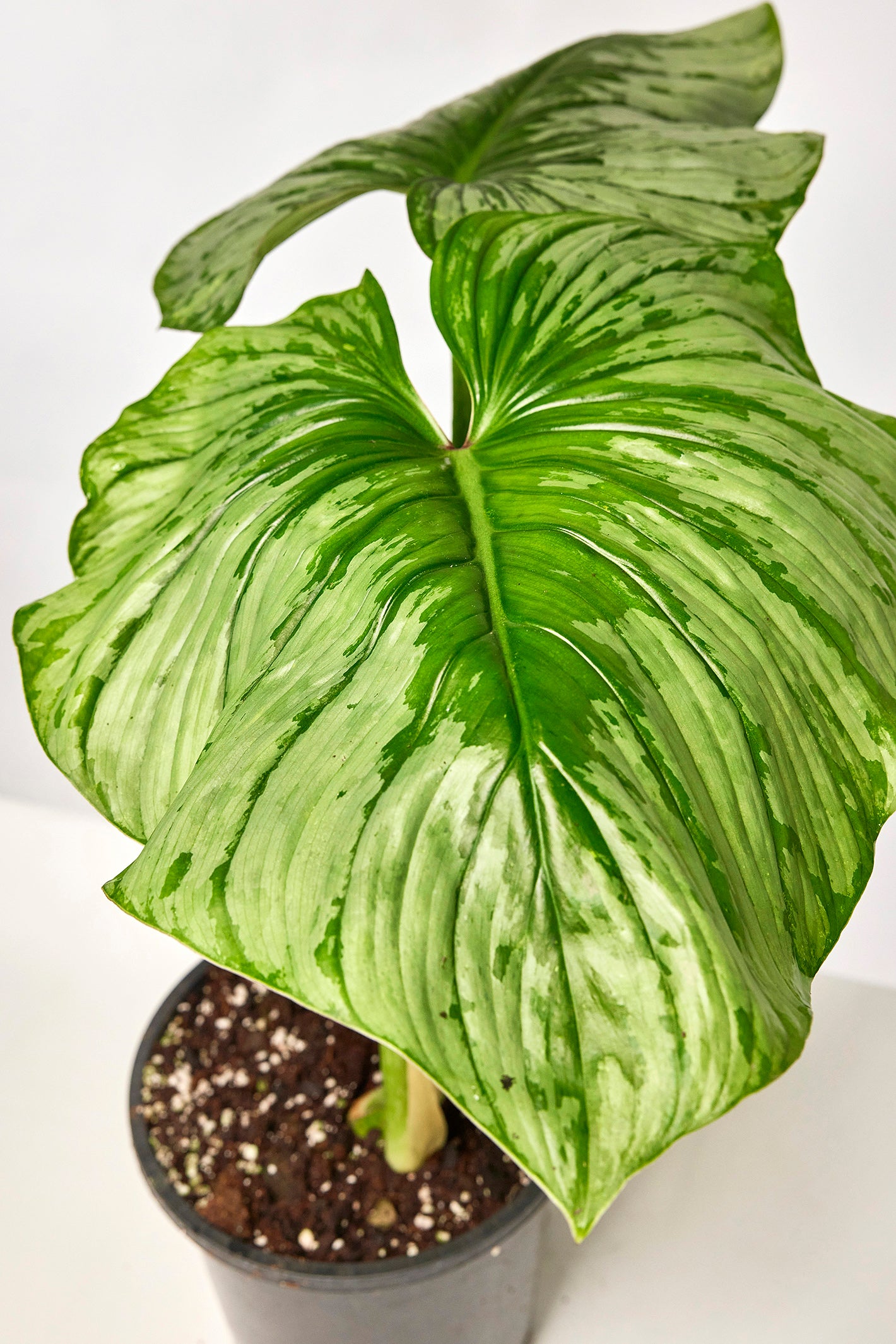 philodendron mamei juvenile Philodendron mamei 2-3 leaves cutting