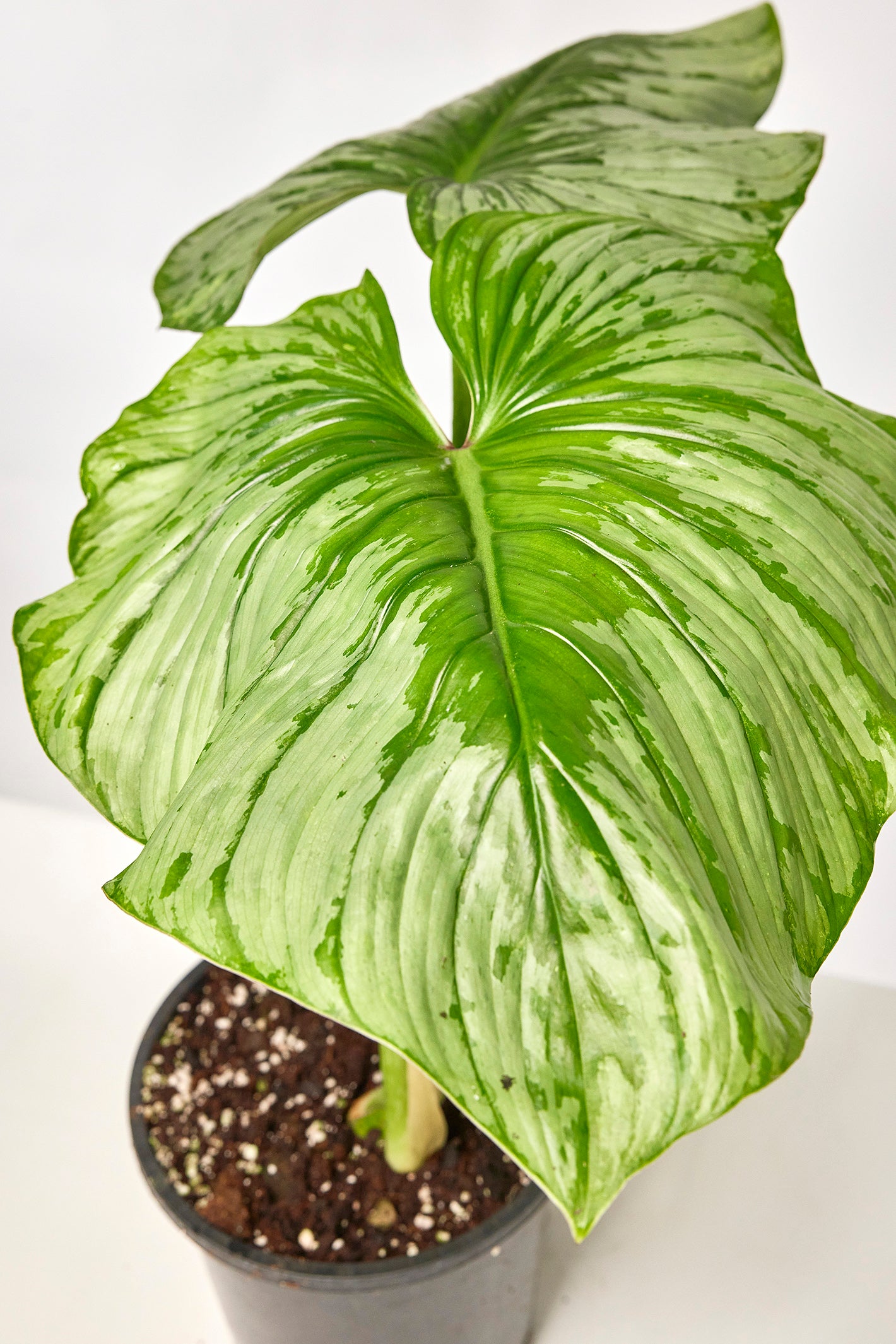 Philodendron mamei