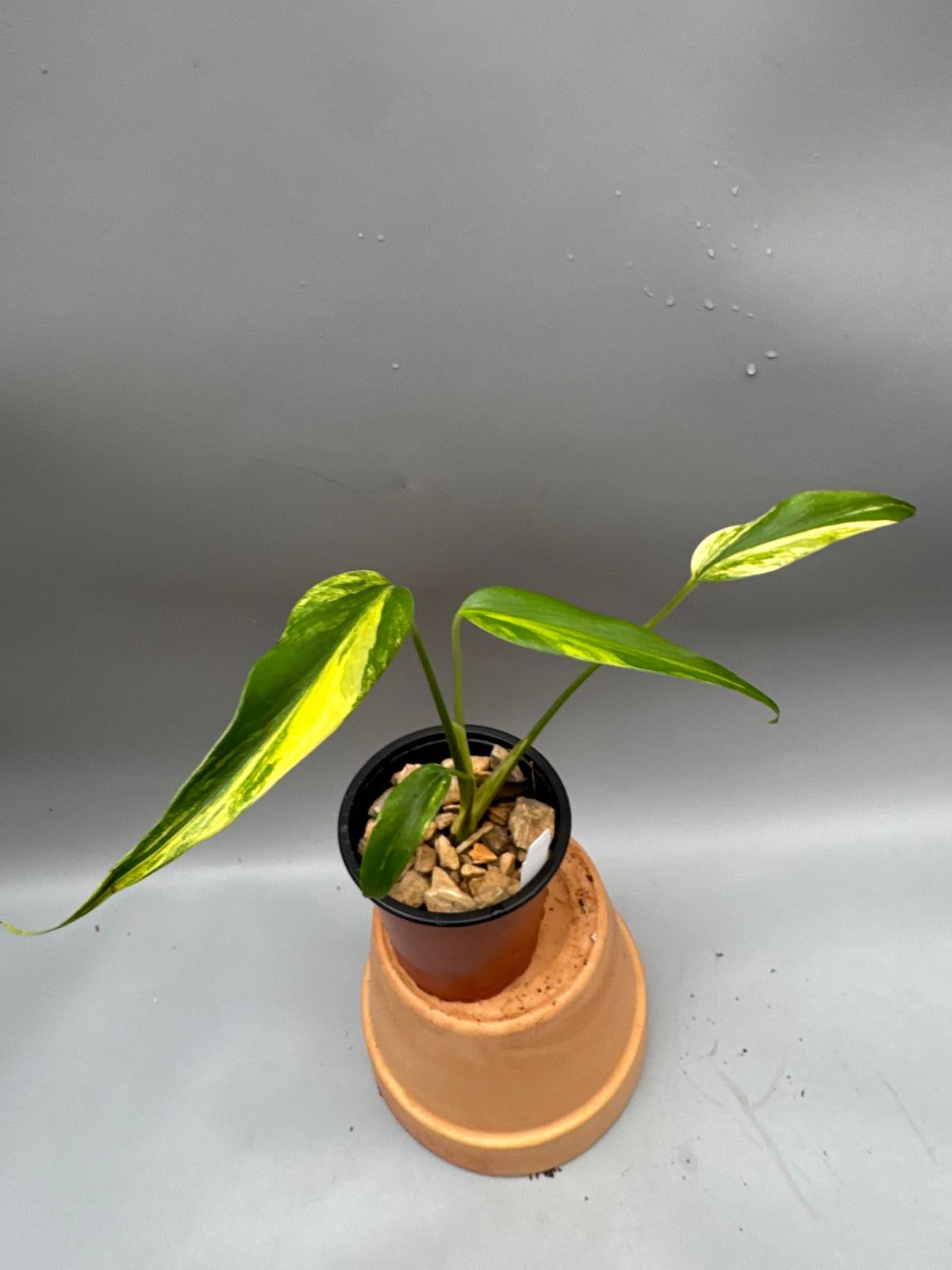 monstera burle marx flame variegated Monstera 'Burle Marx Flame' variegata Aurea
