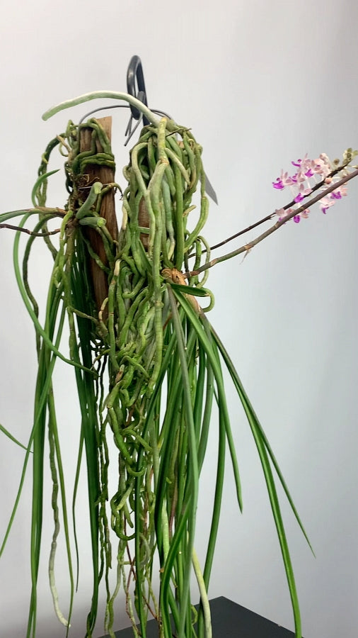 Seidenfadenia mitrata big