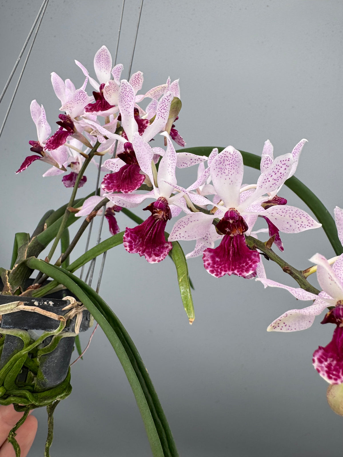 Holcoglossum kimballianum x Rhynchostylis gigantea