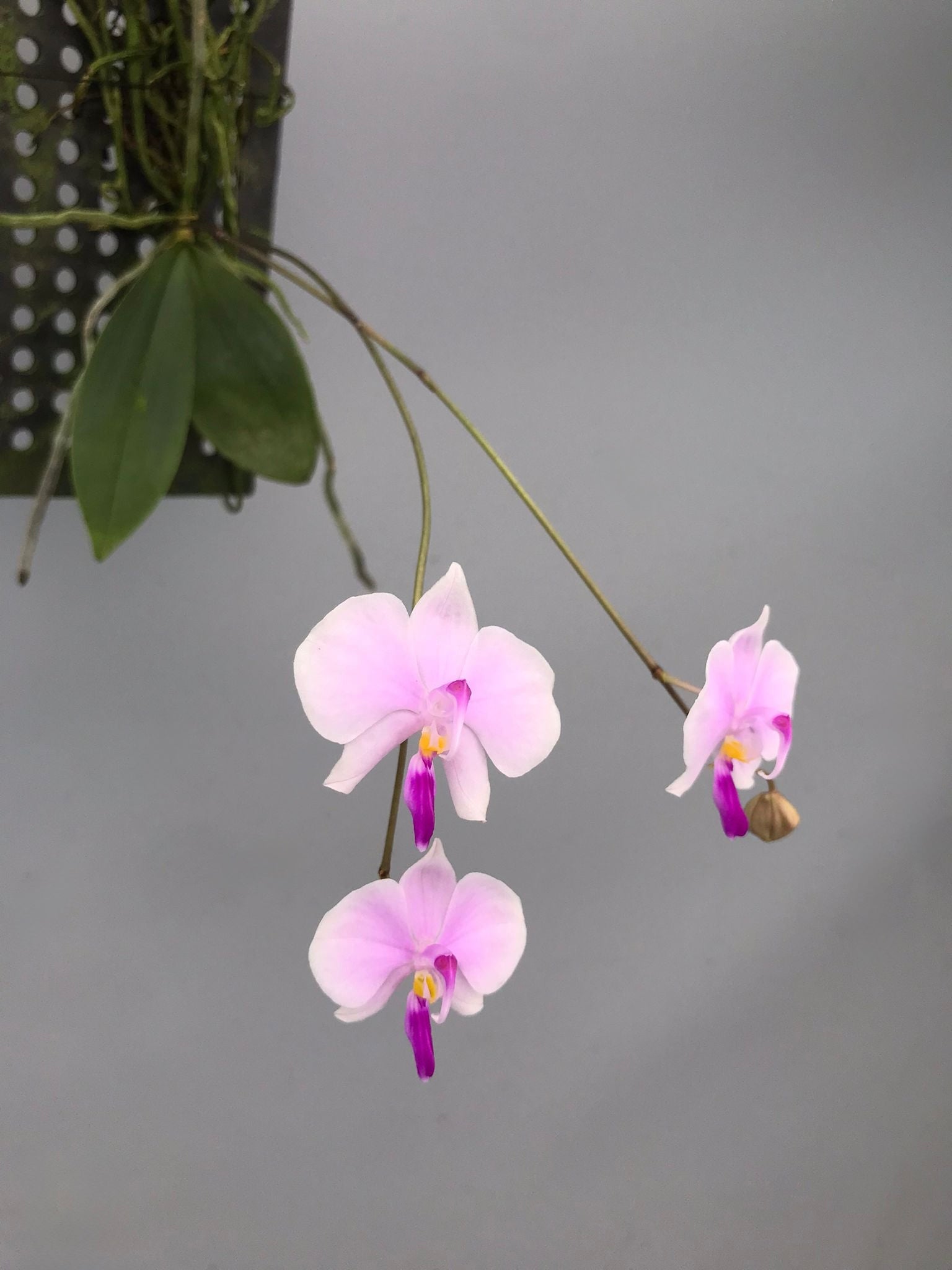 Phalaenopsis lowii