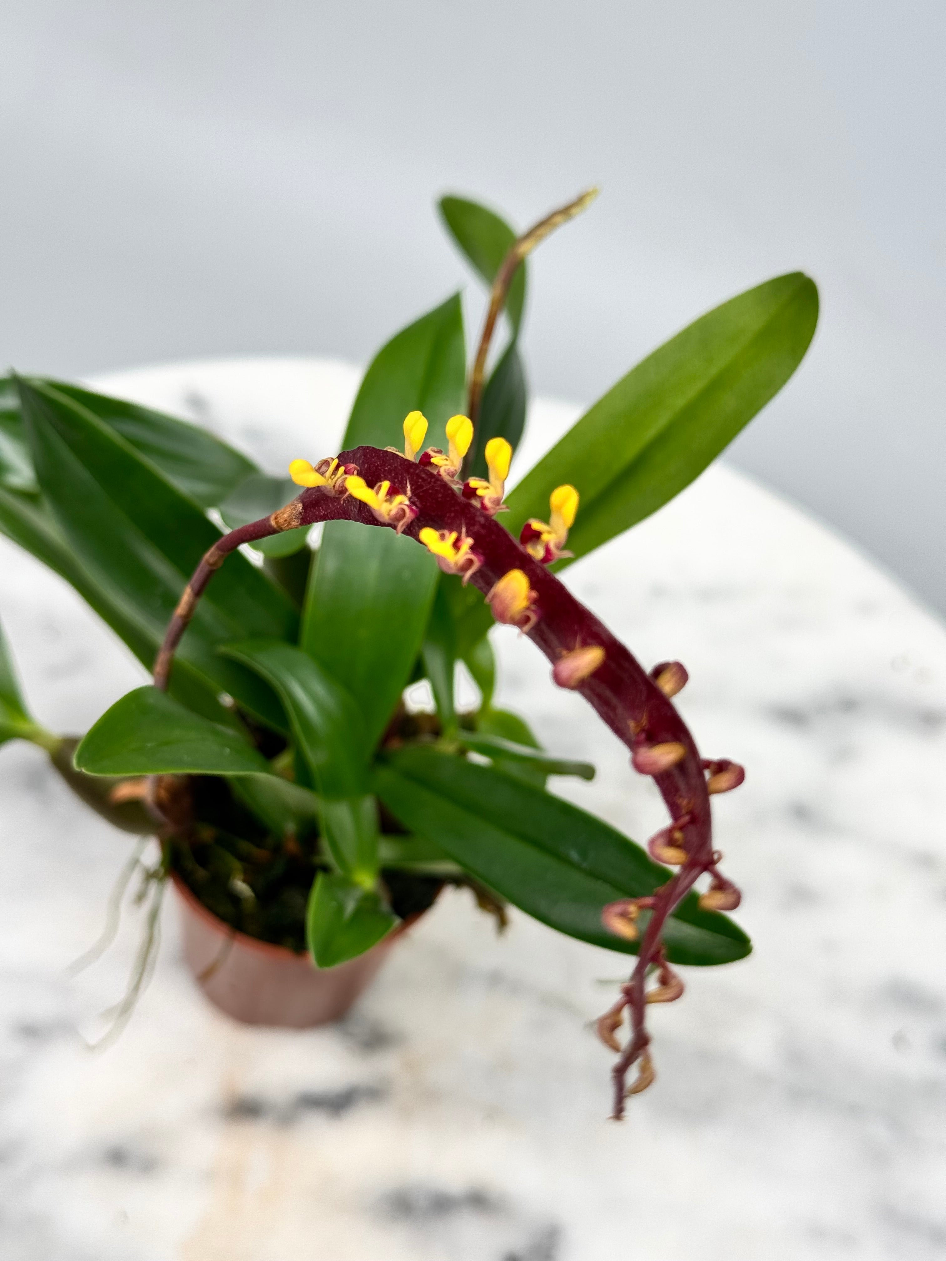 philodendron falcatum Bulbophyllum falcatum